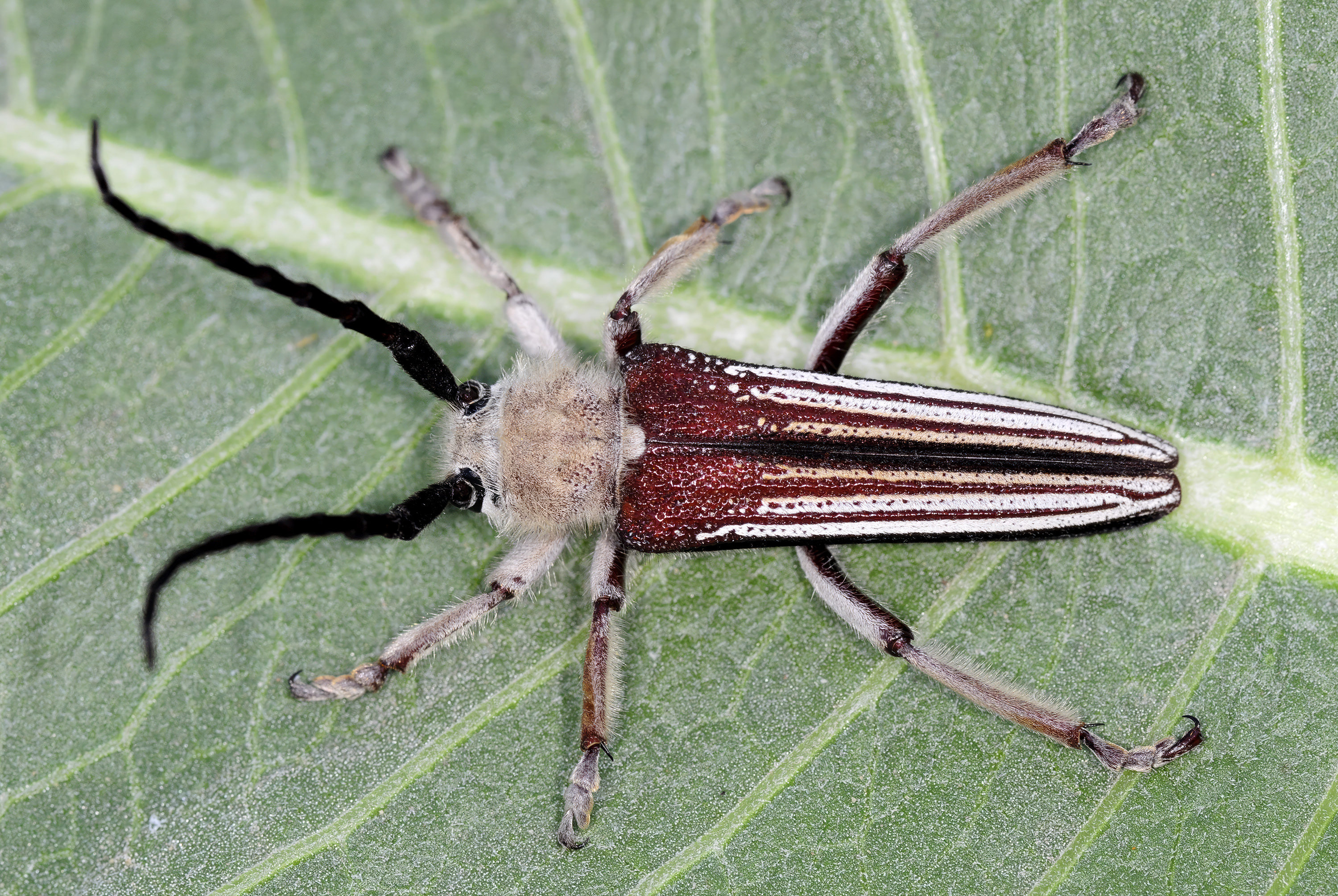 Mallosia herminae