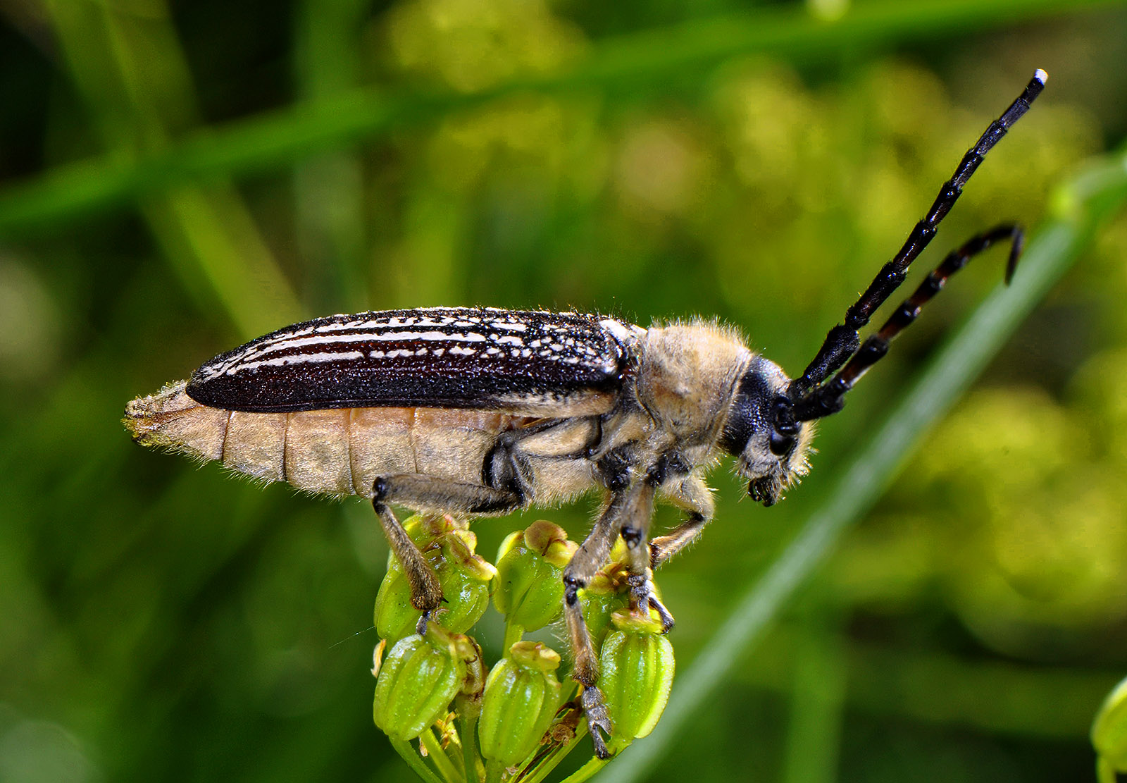 Mallosia scovitzii