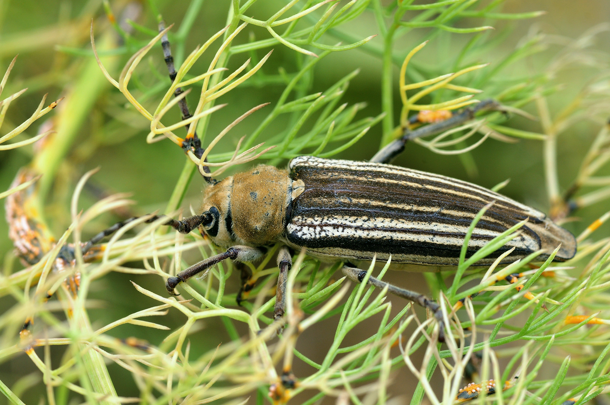 Mallosia tamashaczi