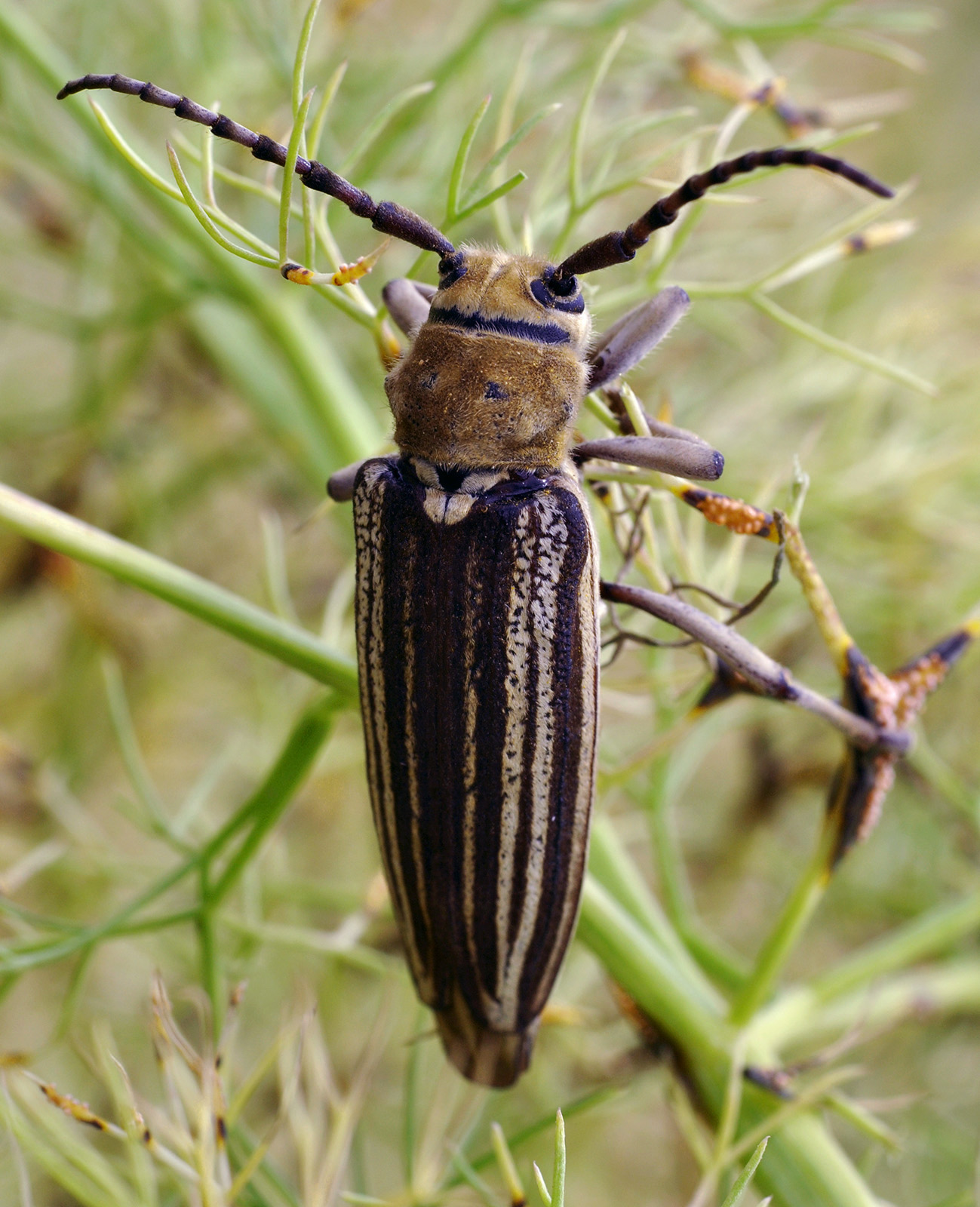 Mallosia tamashaczi