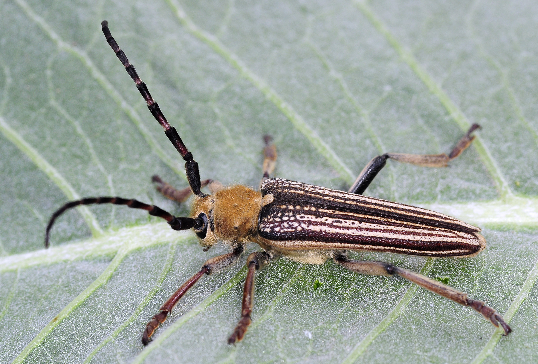 Mallosia tamashaczi