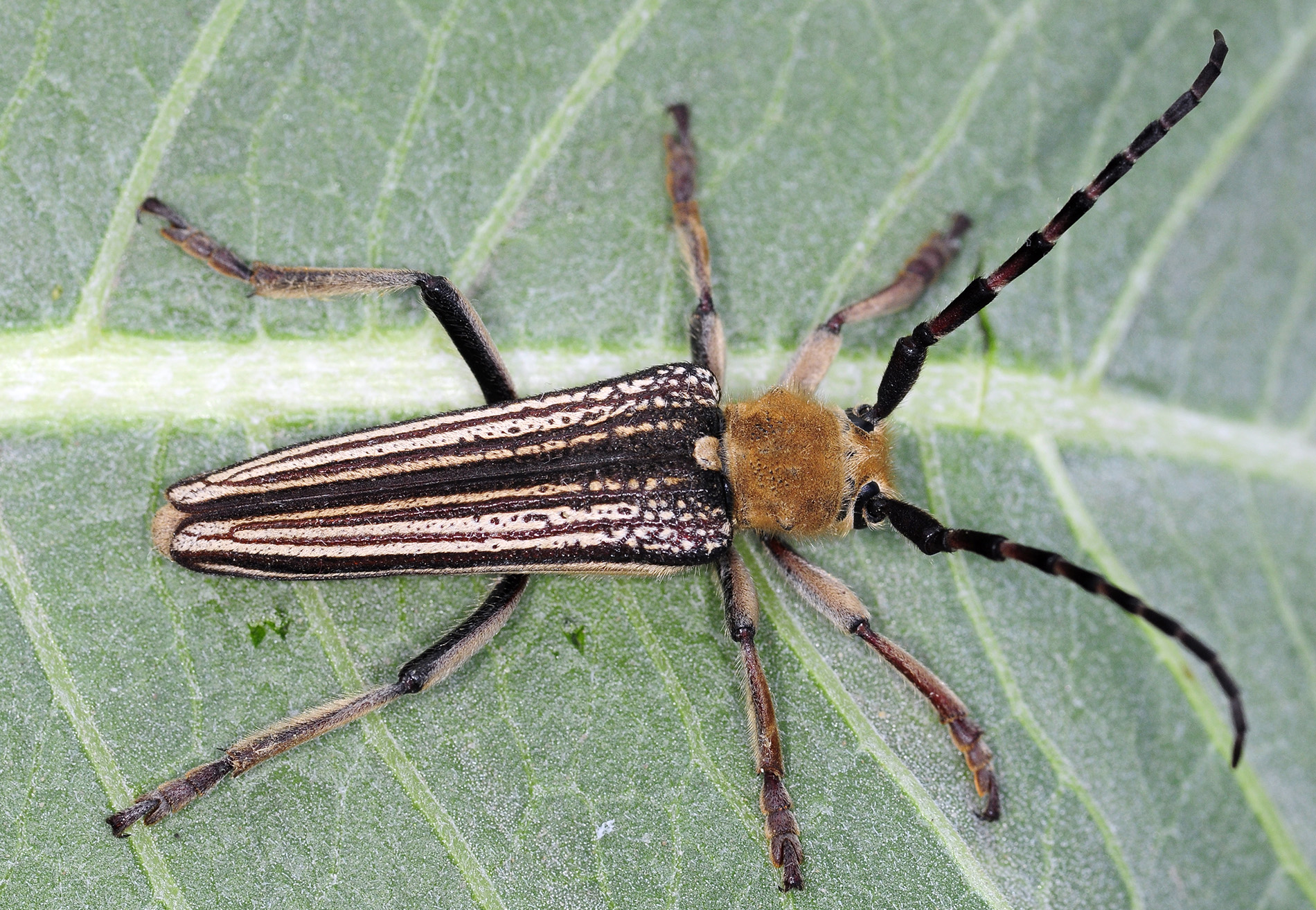 Mallosia tamashaczi