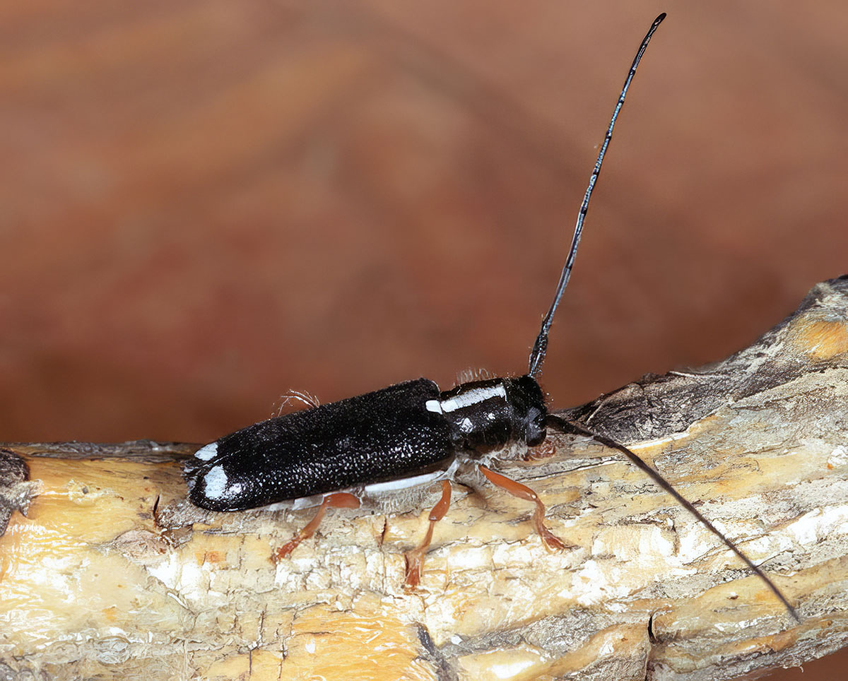 Menesia bipunctata