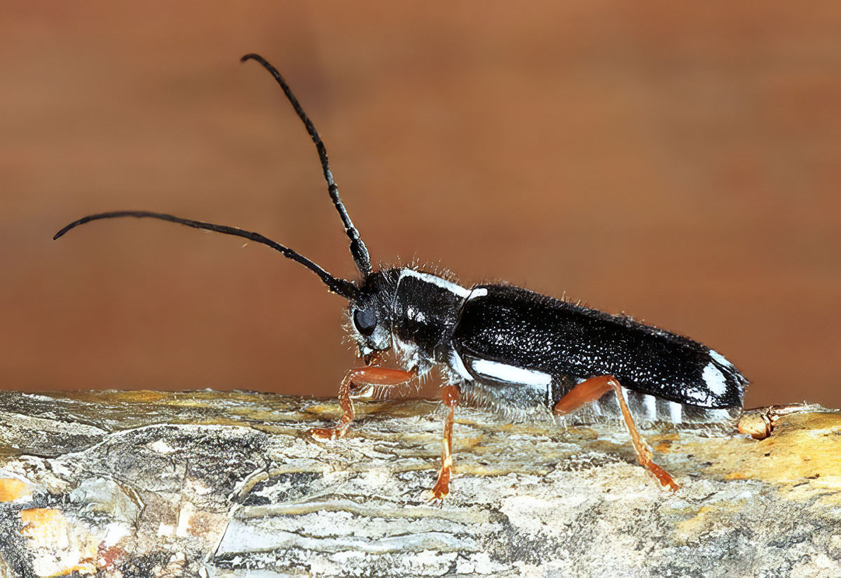 Menesia bipunctata