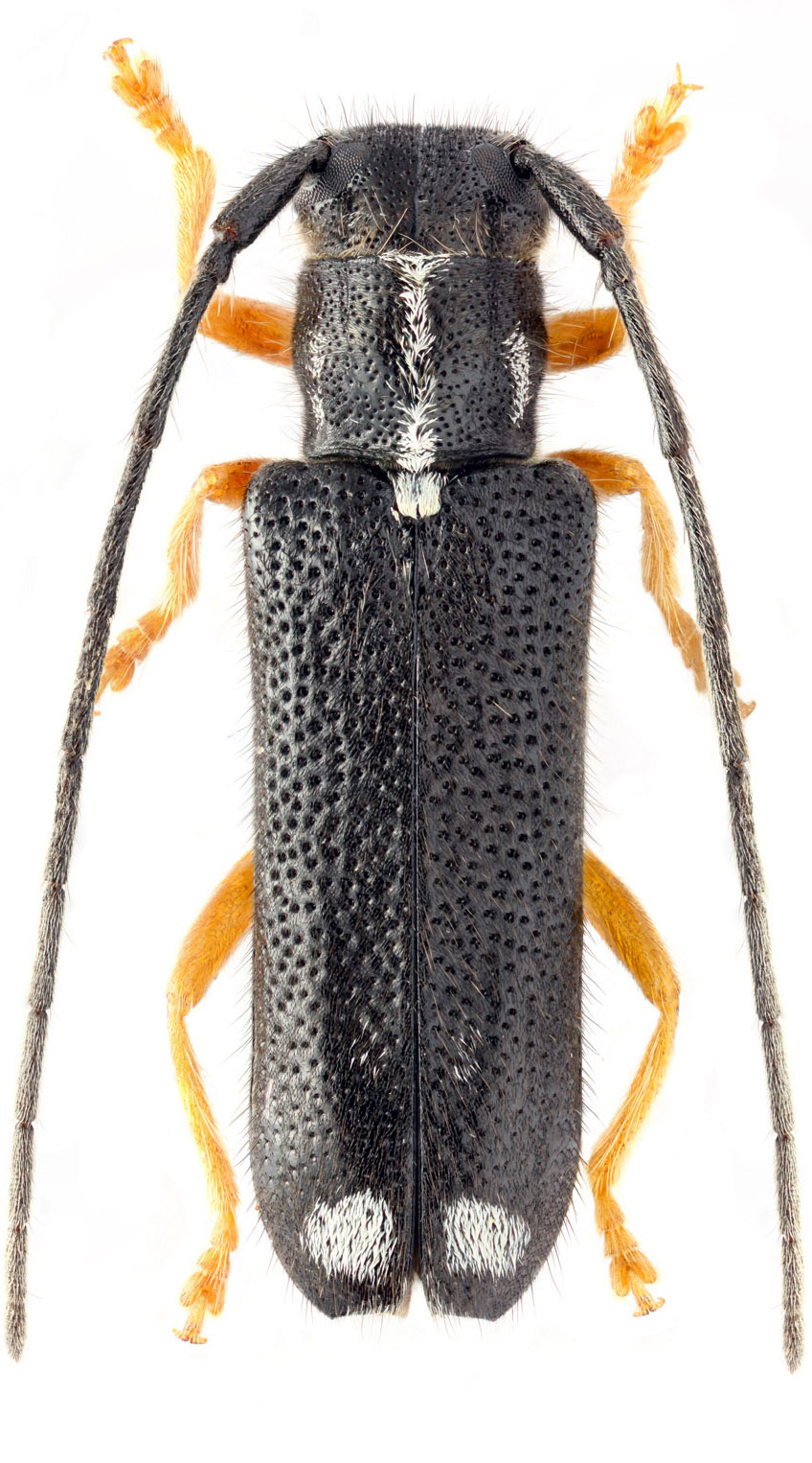 Menesia bipunctata