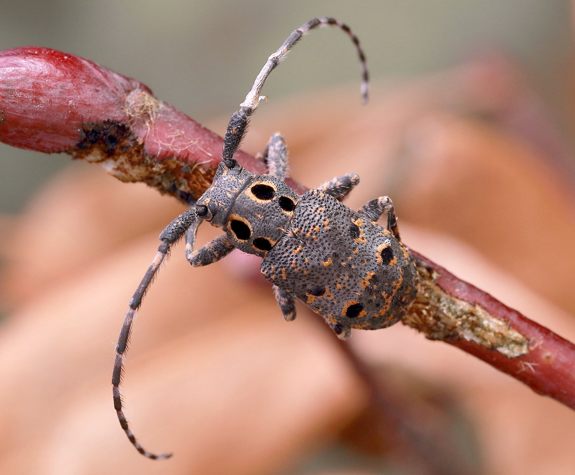 Mesosa curculionoides