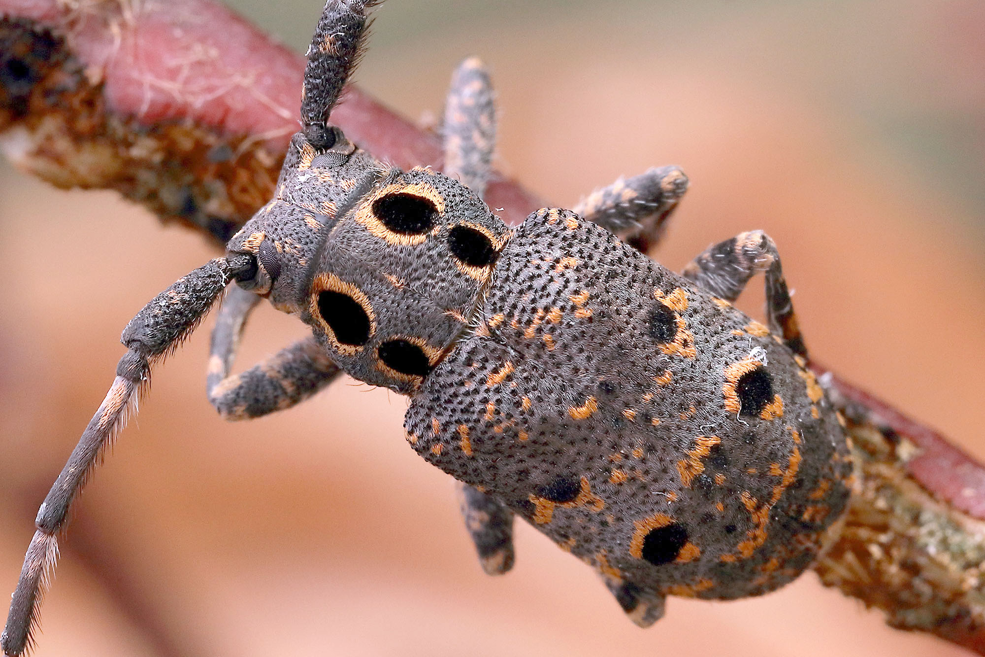 Mesosa curculionoides