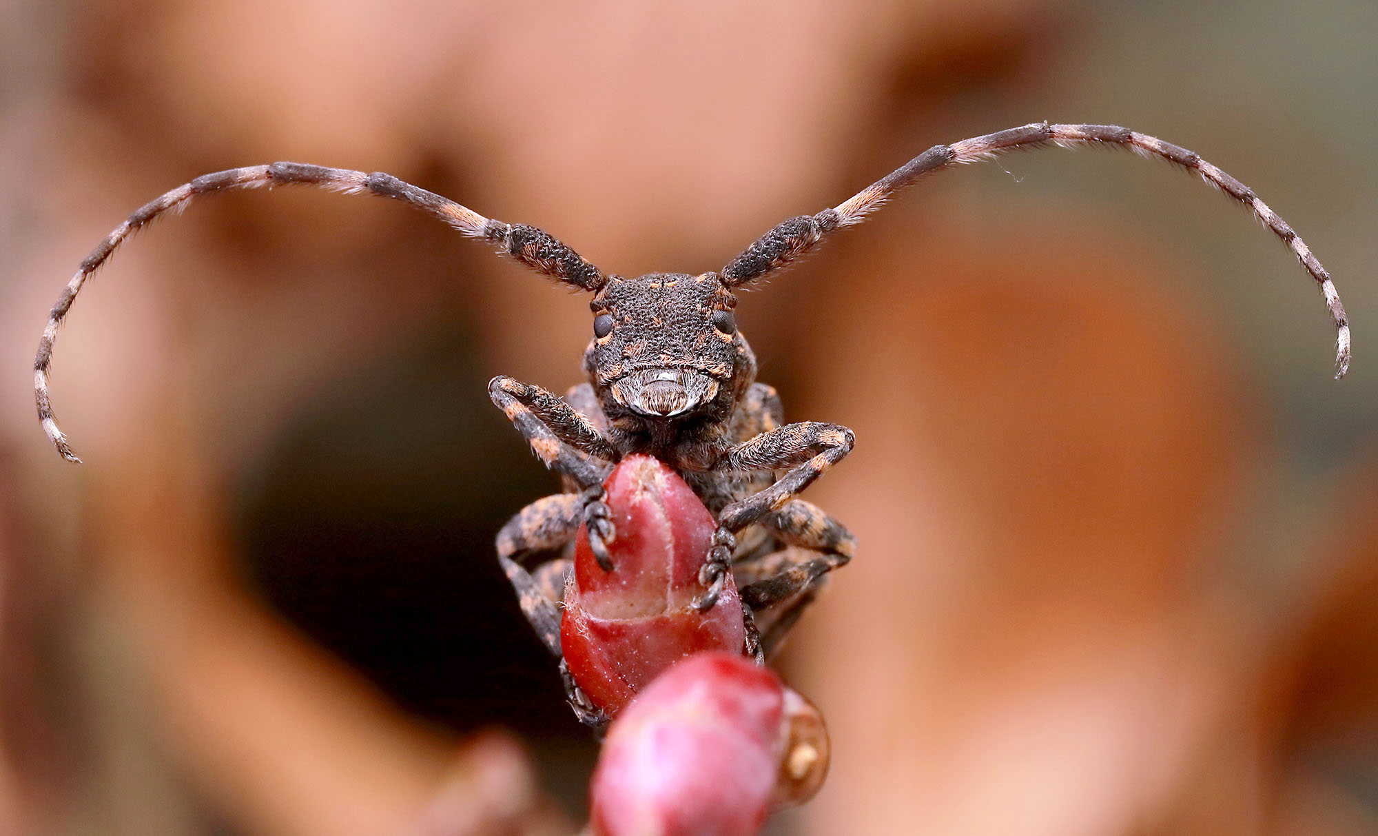 Mesosa curculionoides