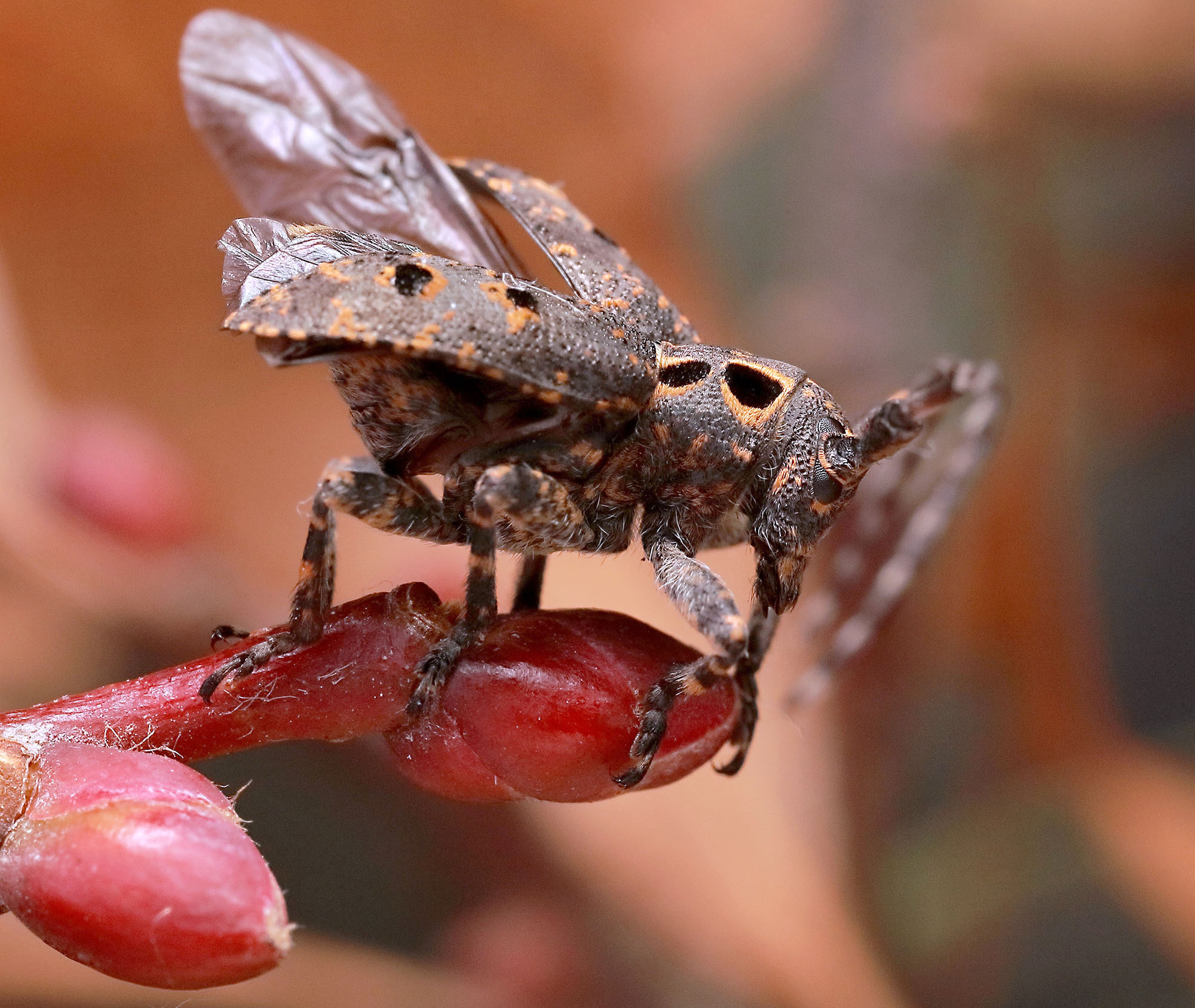 Mesosa curculionoides