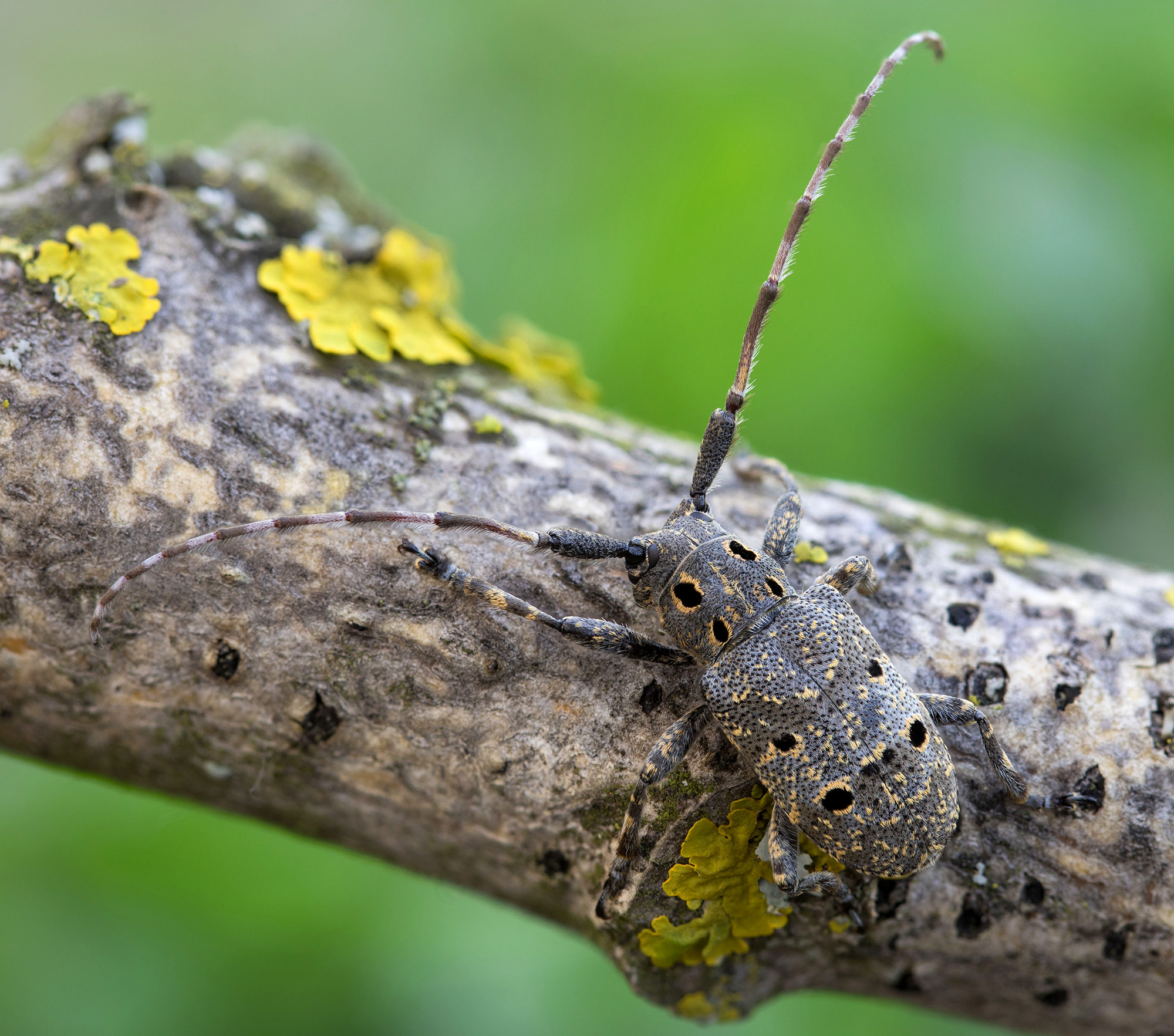 Mesosa curculionoides