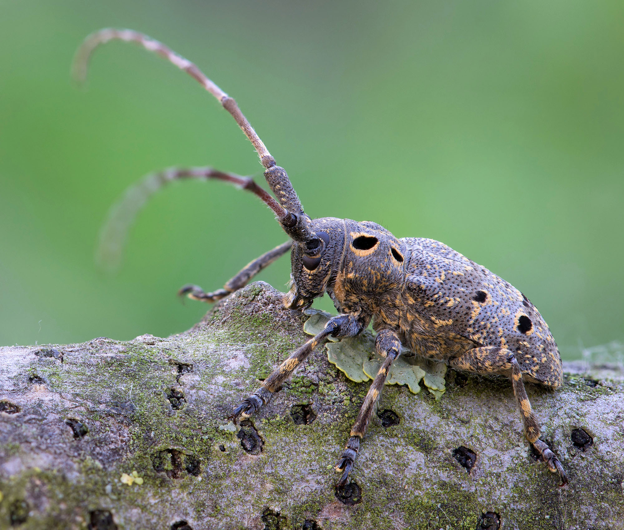 Mesosa curculionoides