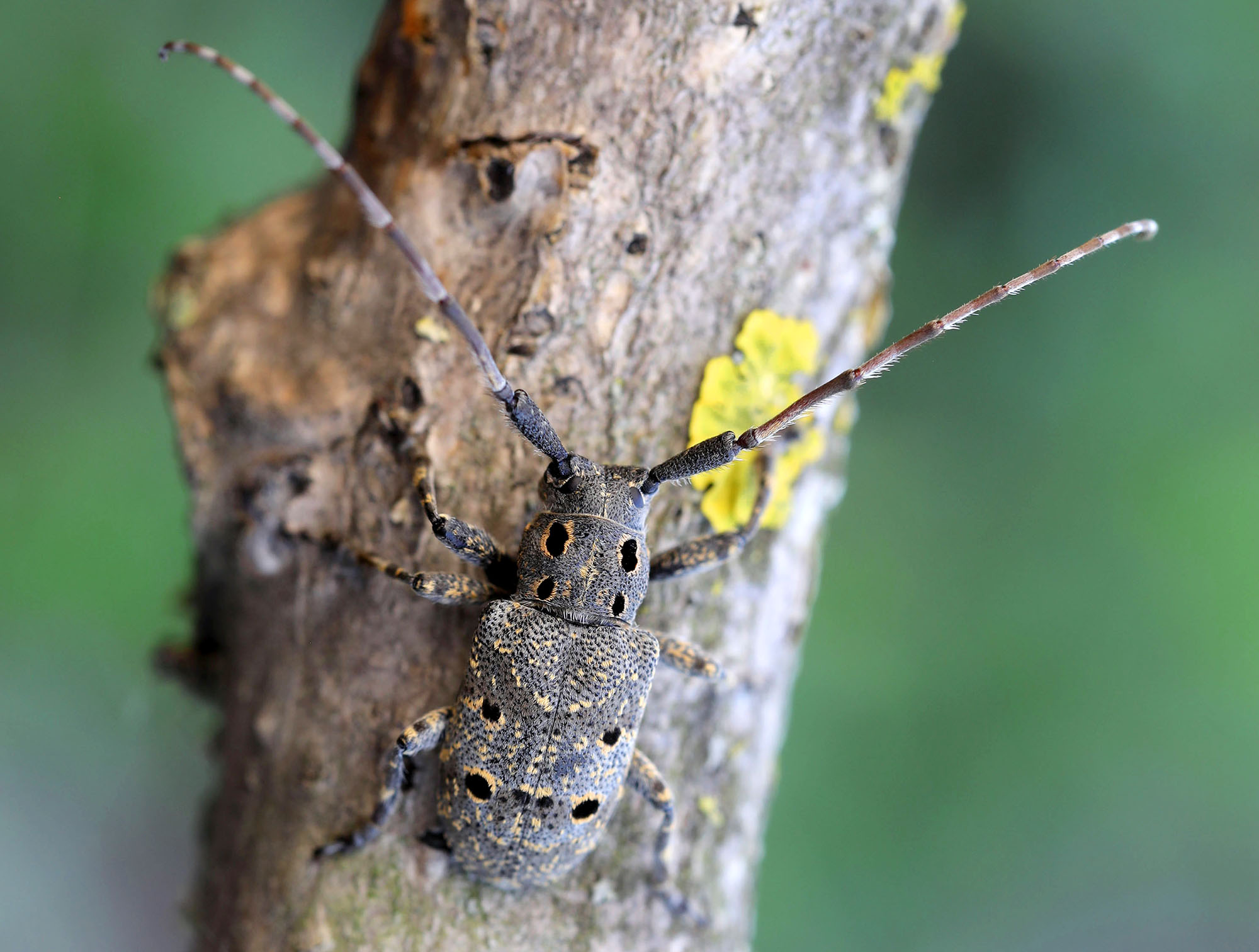 Mesosa curculionoides