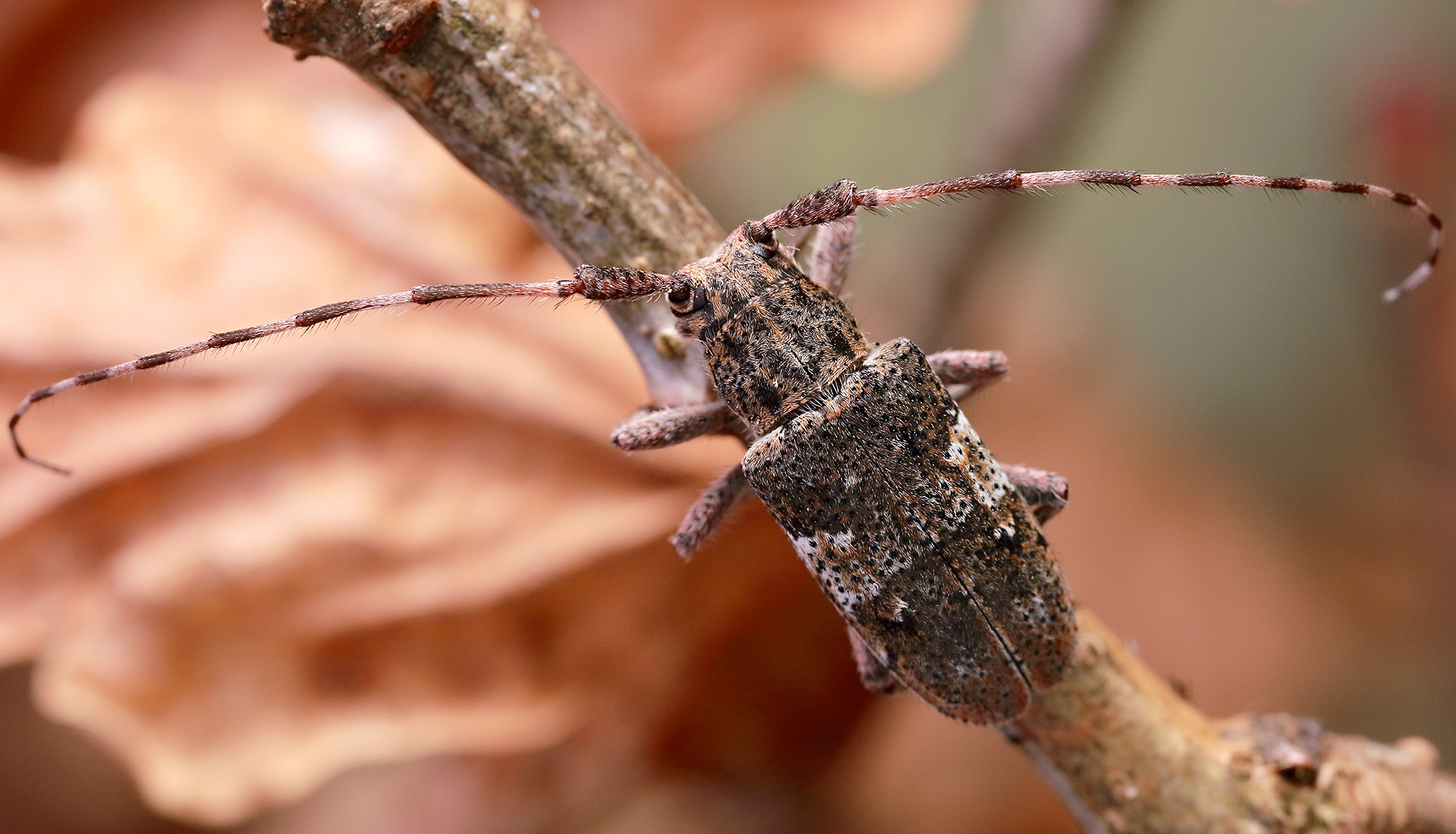 Mesosa nebulosa