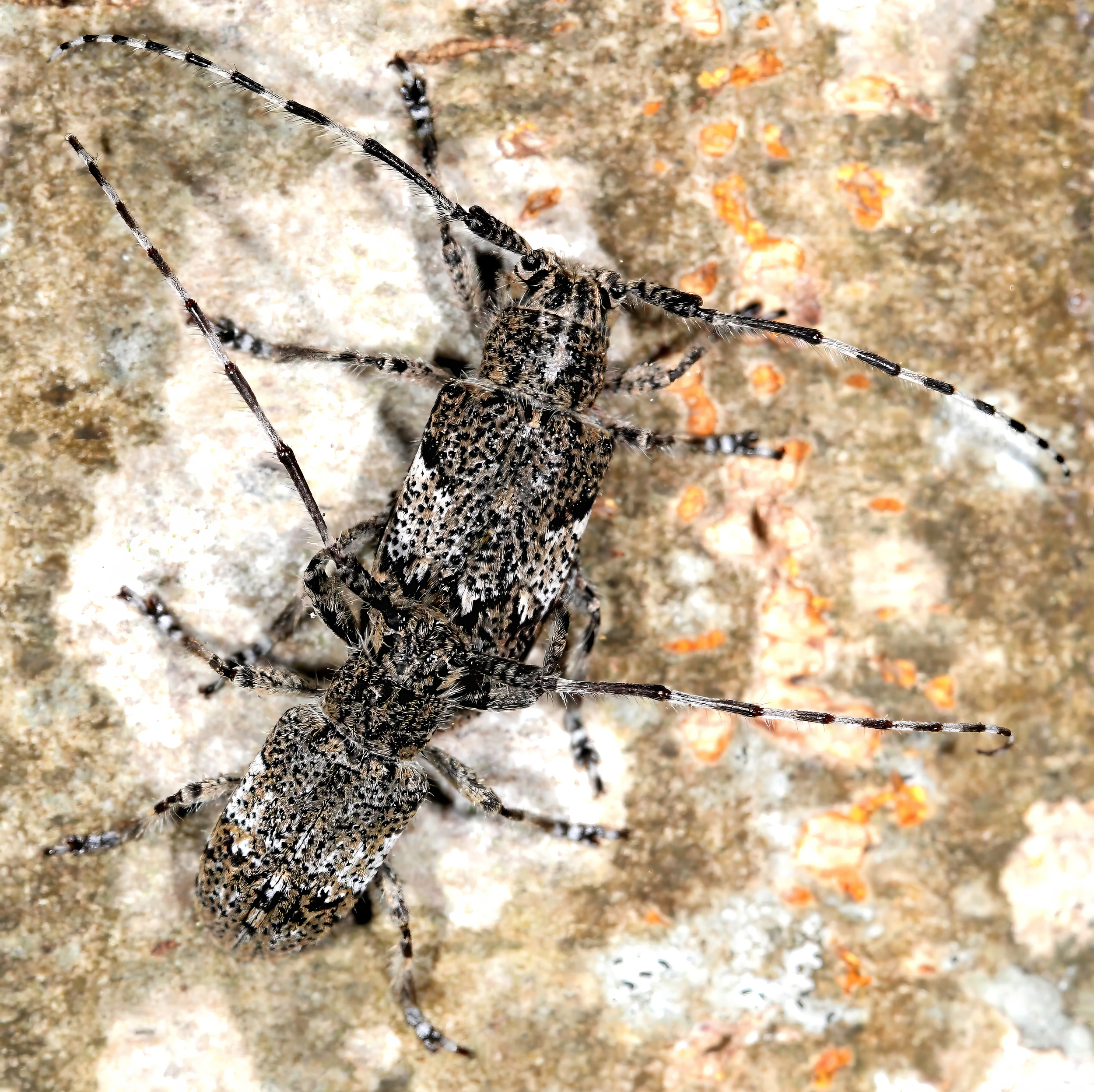 Mesosa obscuricornis