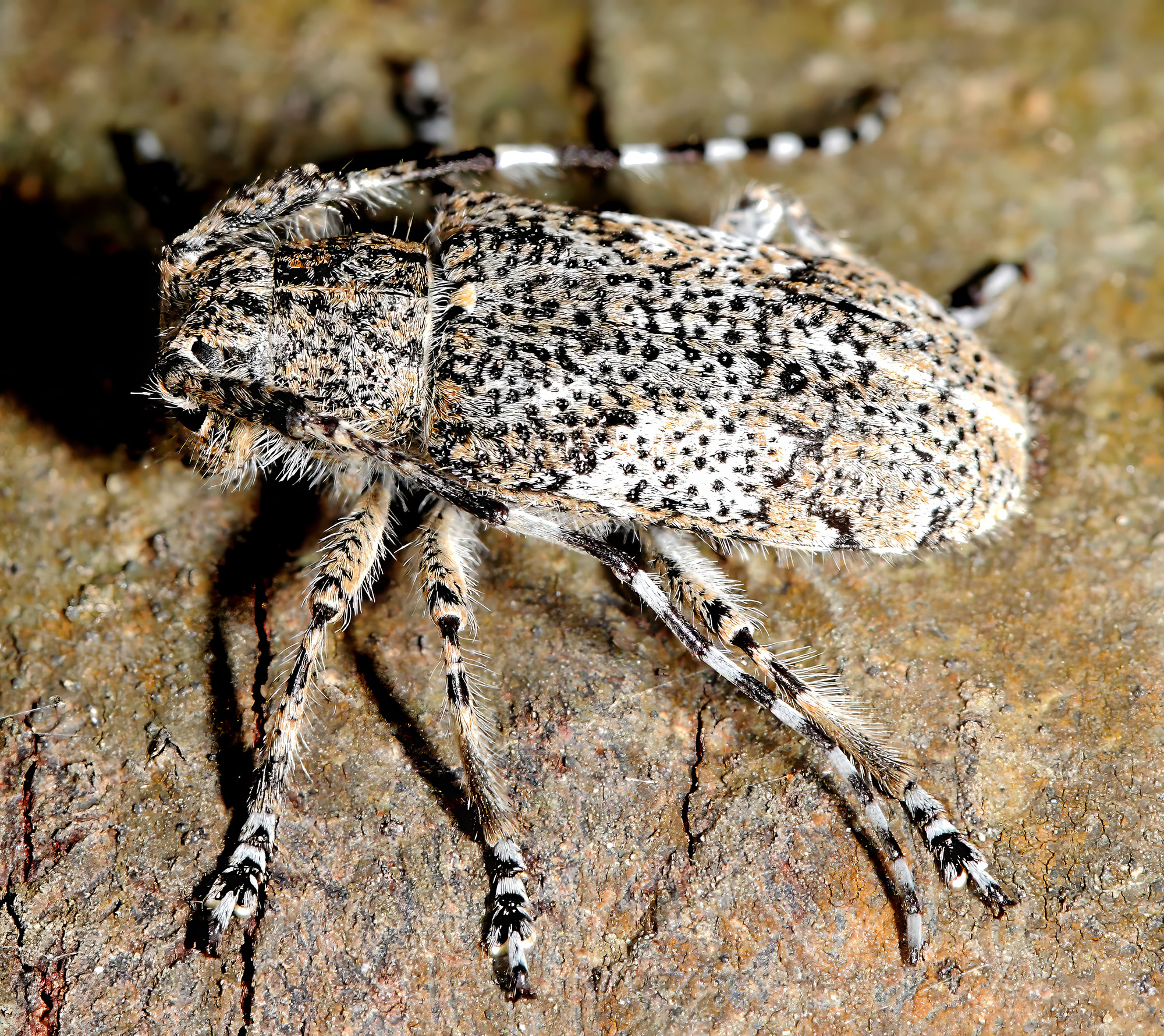 Mesosa obscuricornis