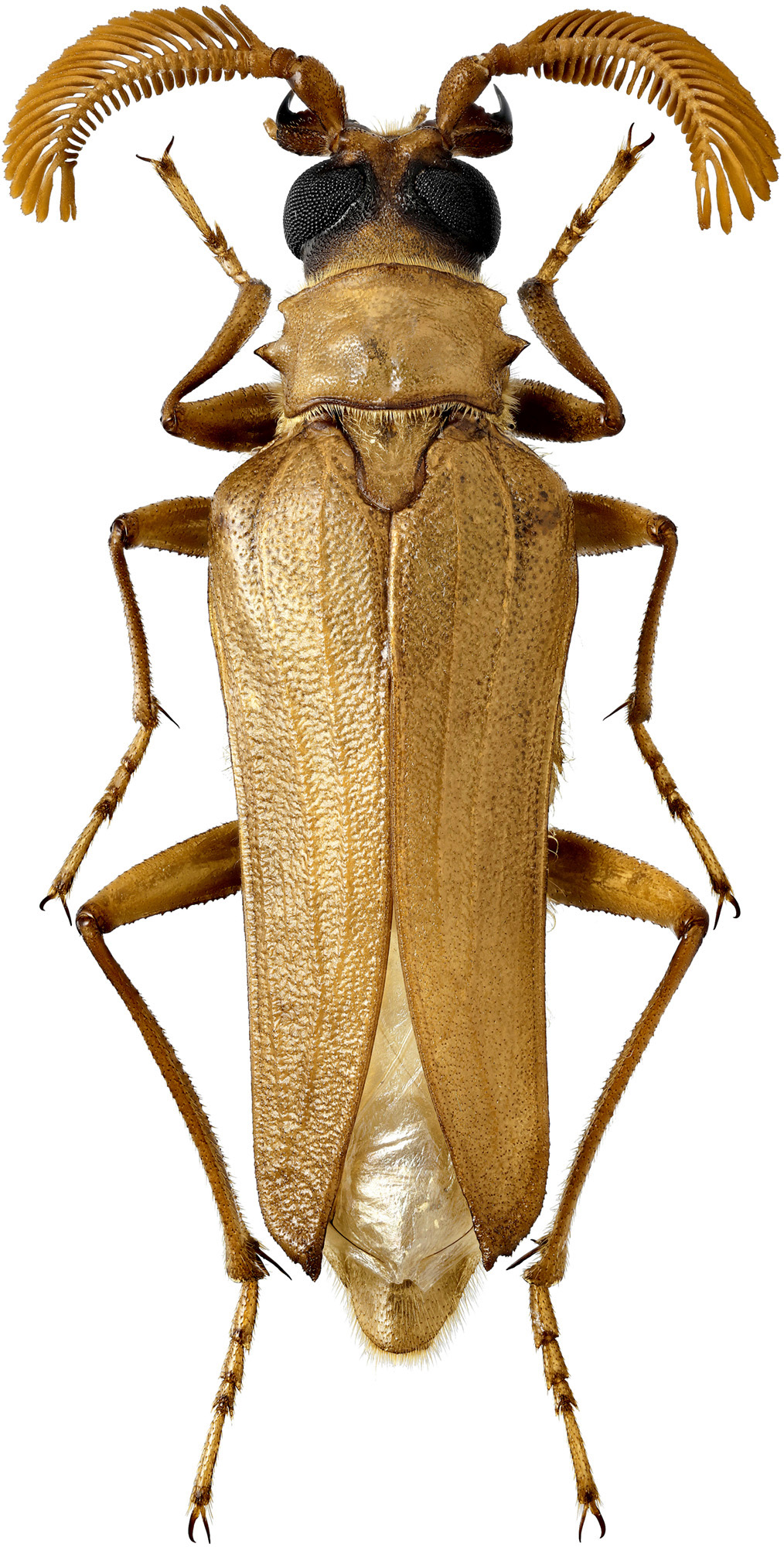 Microarthron komaroffi