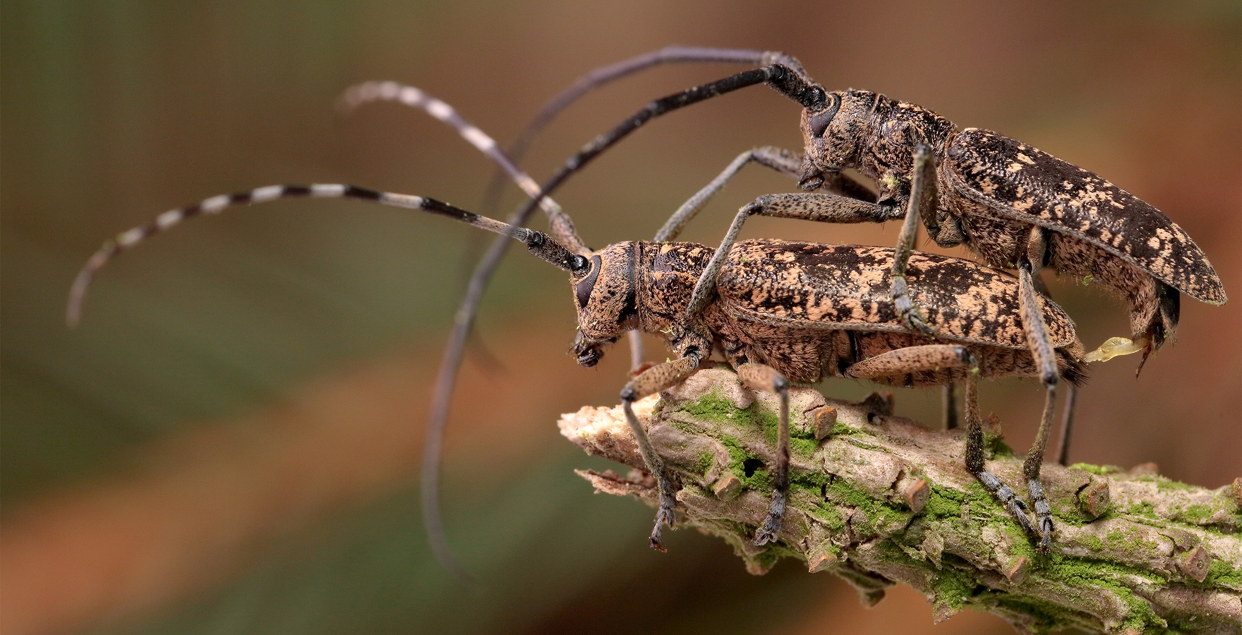 Monochamus saltuarius occidentalis