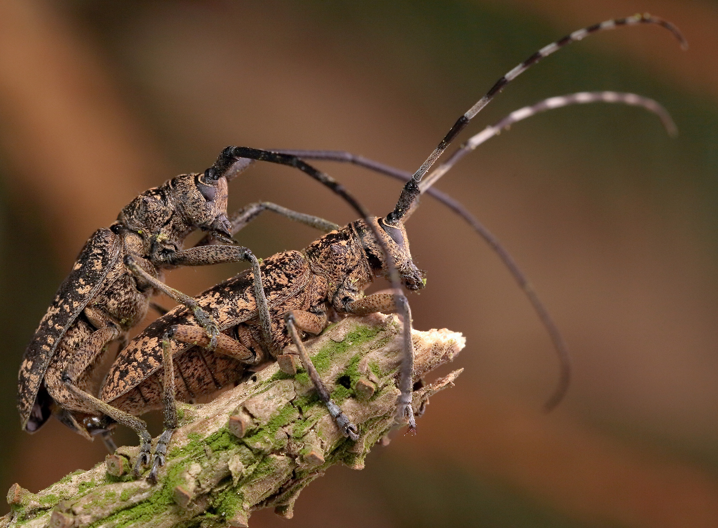 Monochamus saltuarius occidentalis