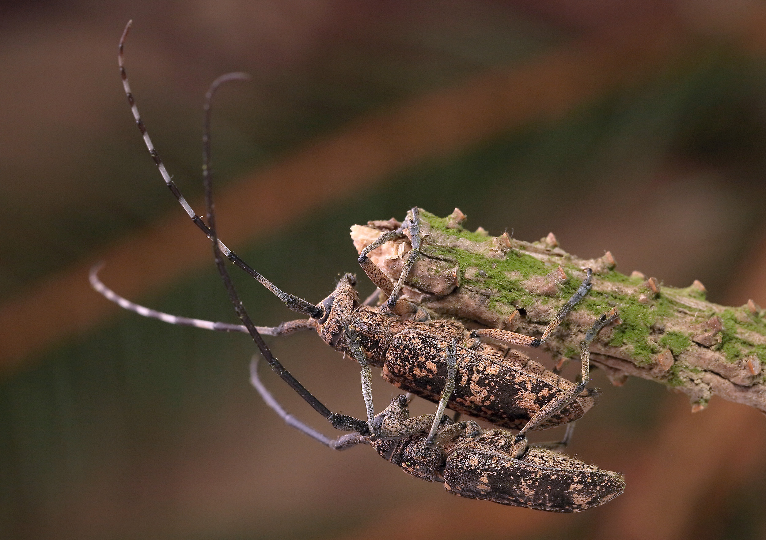 Monochamus saltuarius occidentalis