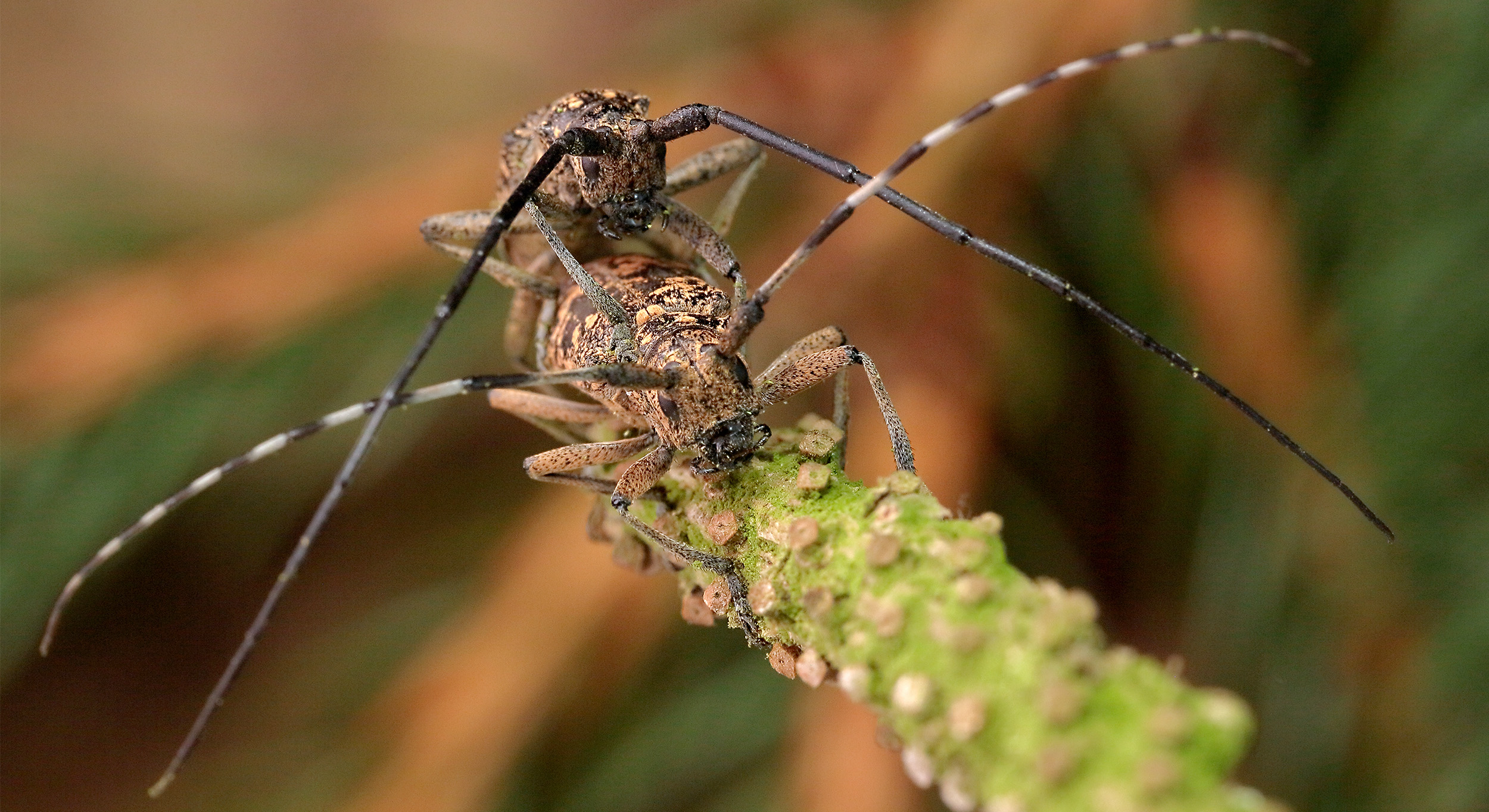 Monochamus saltuarius occidentalis