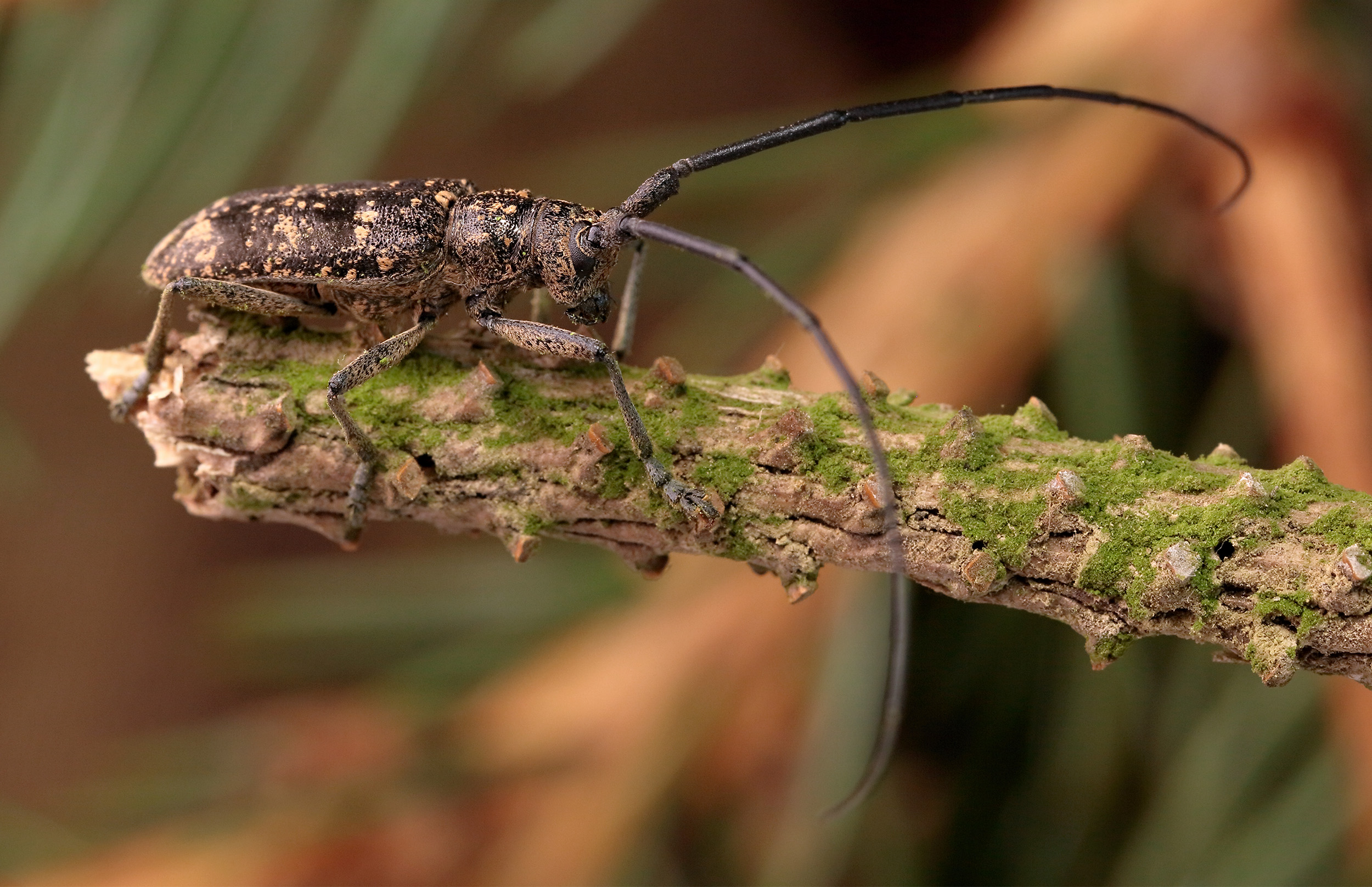 Monochamus saltuarius occidentalis