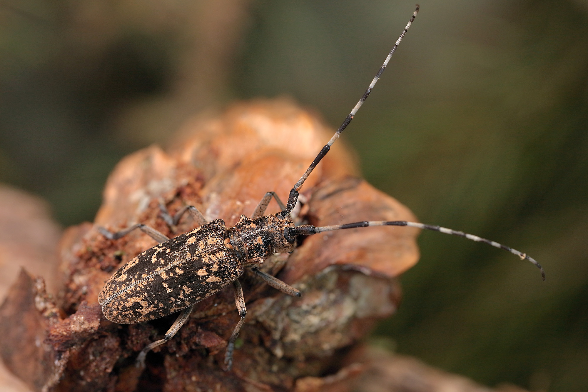 Monochamus saltuarius occidentalis