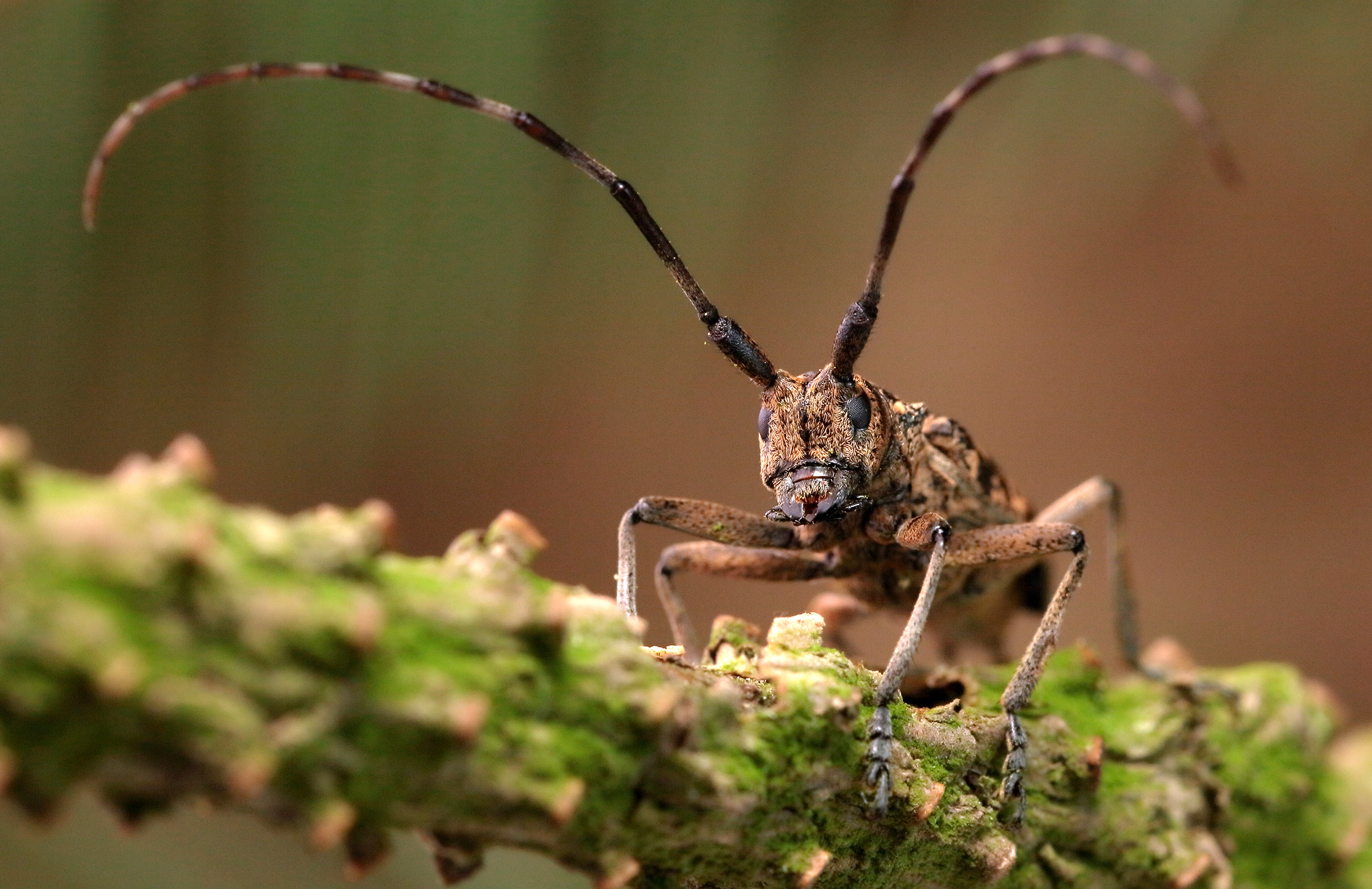 Monochamus saltuarius occidentalis