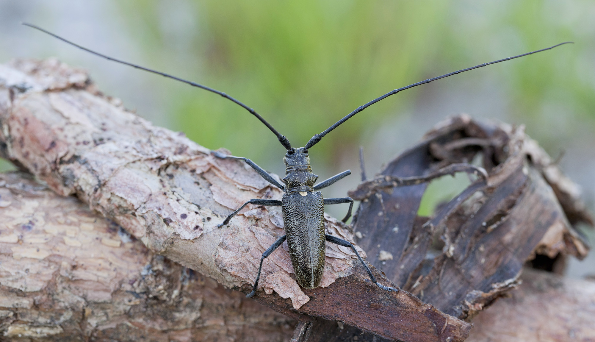 Monochamus sartor