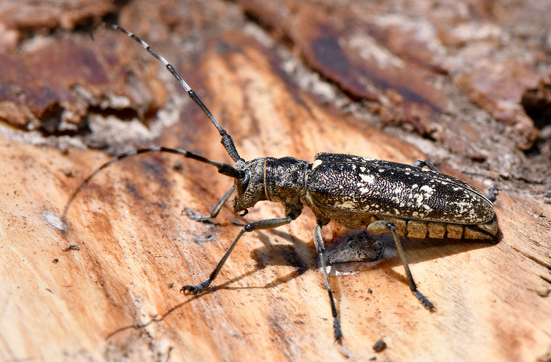 Monochamus sartor