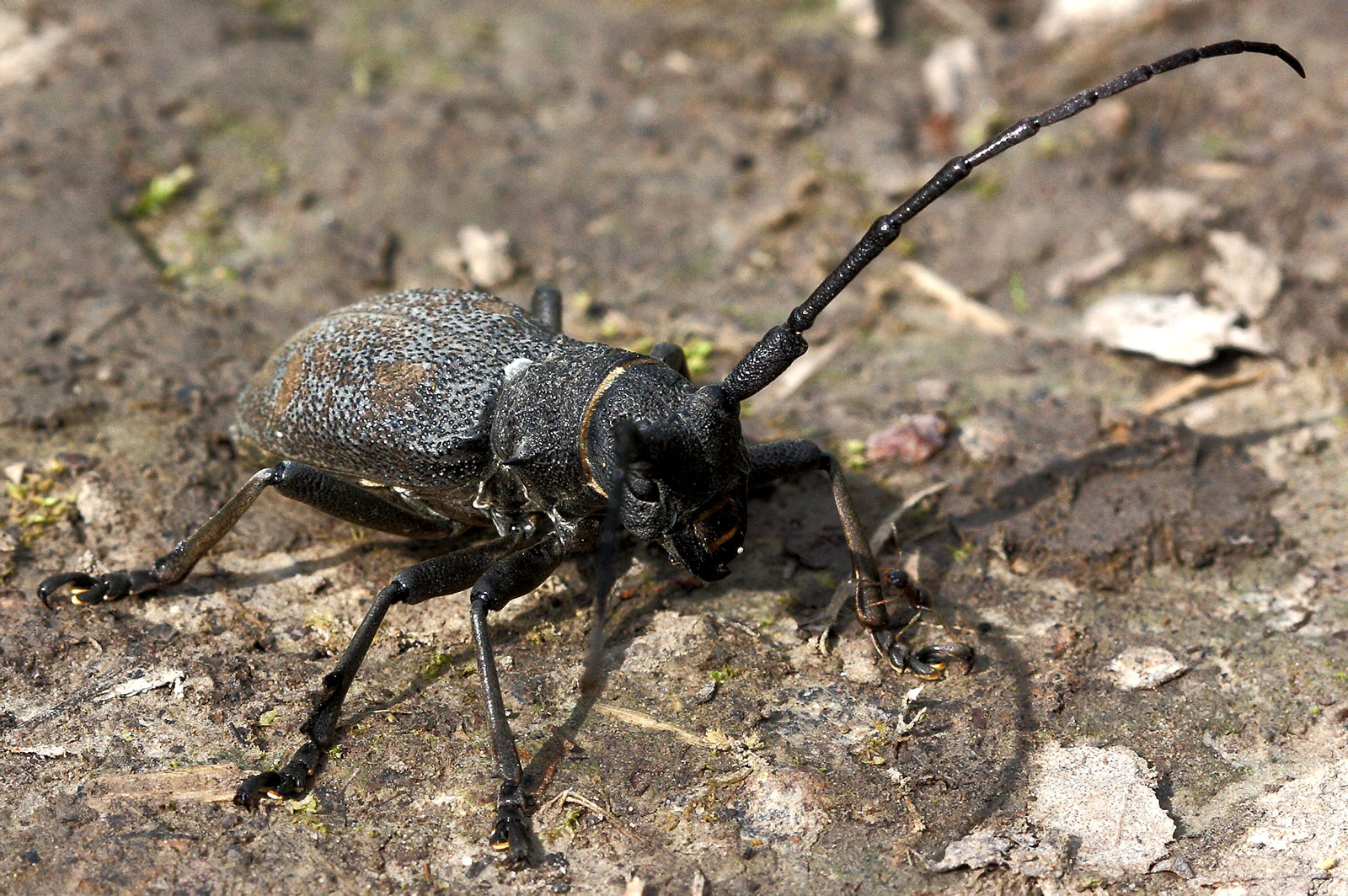 Morimus asper verecundus