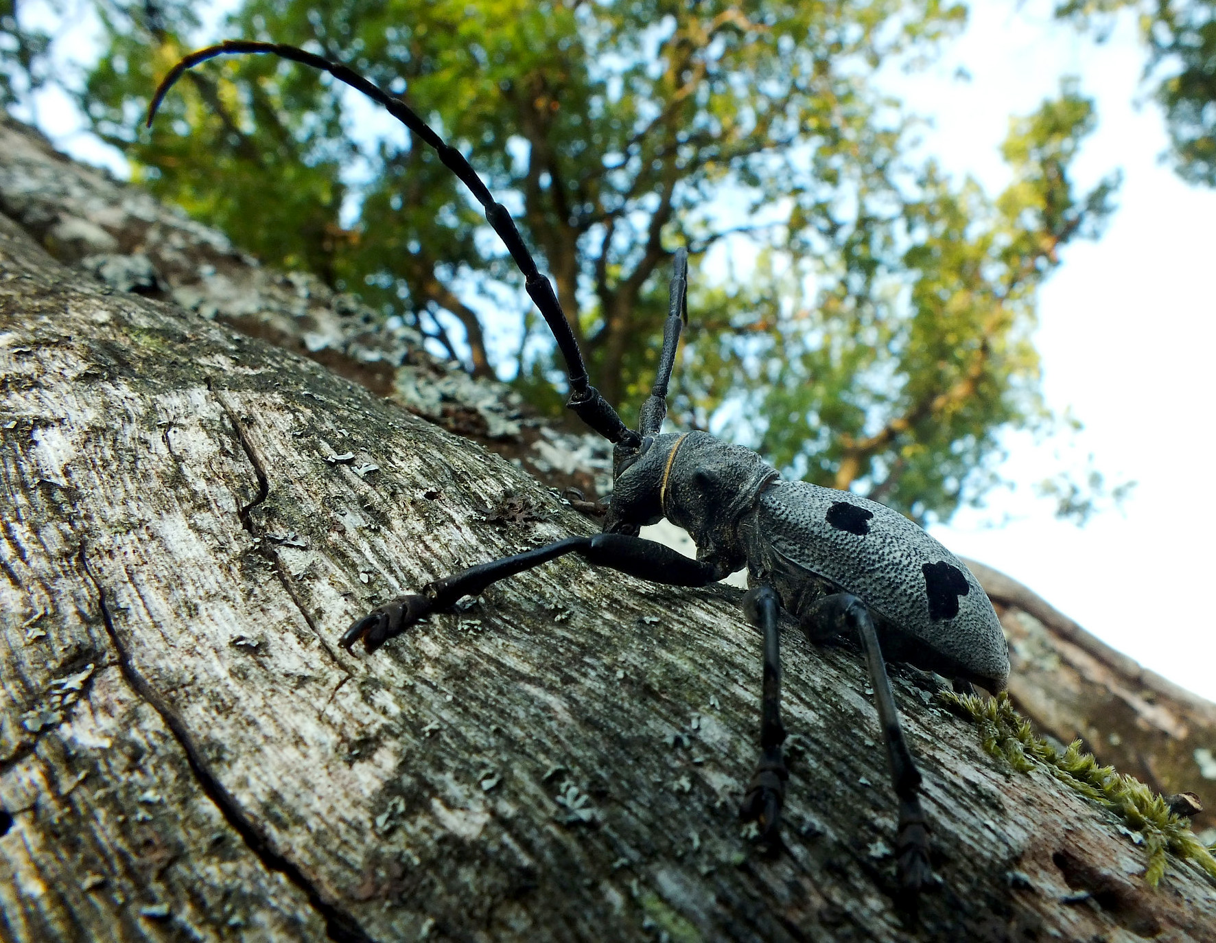 Morimus asper funereus