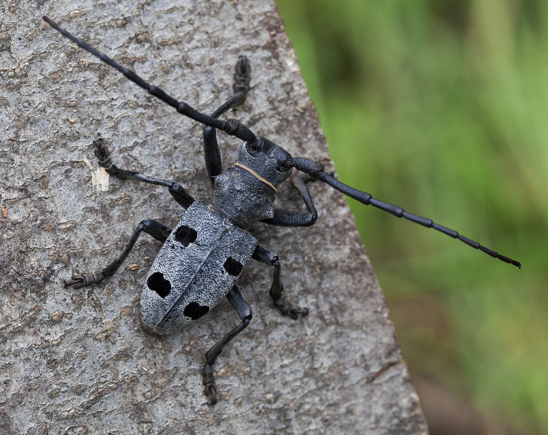 Morimus asper funereus