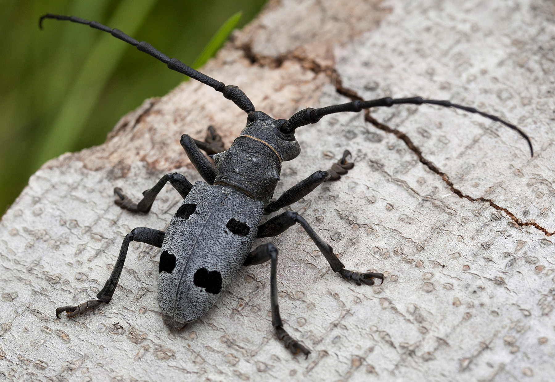 Morimus asper funereus