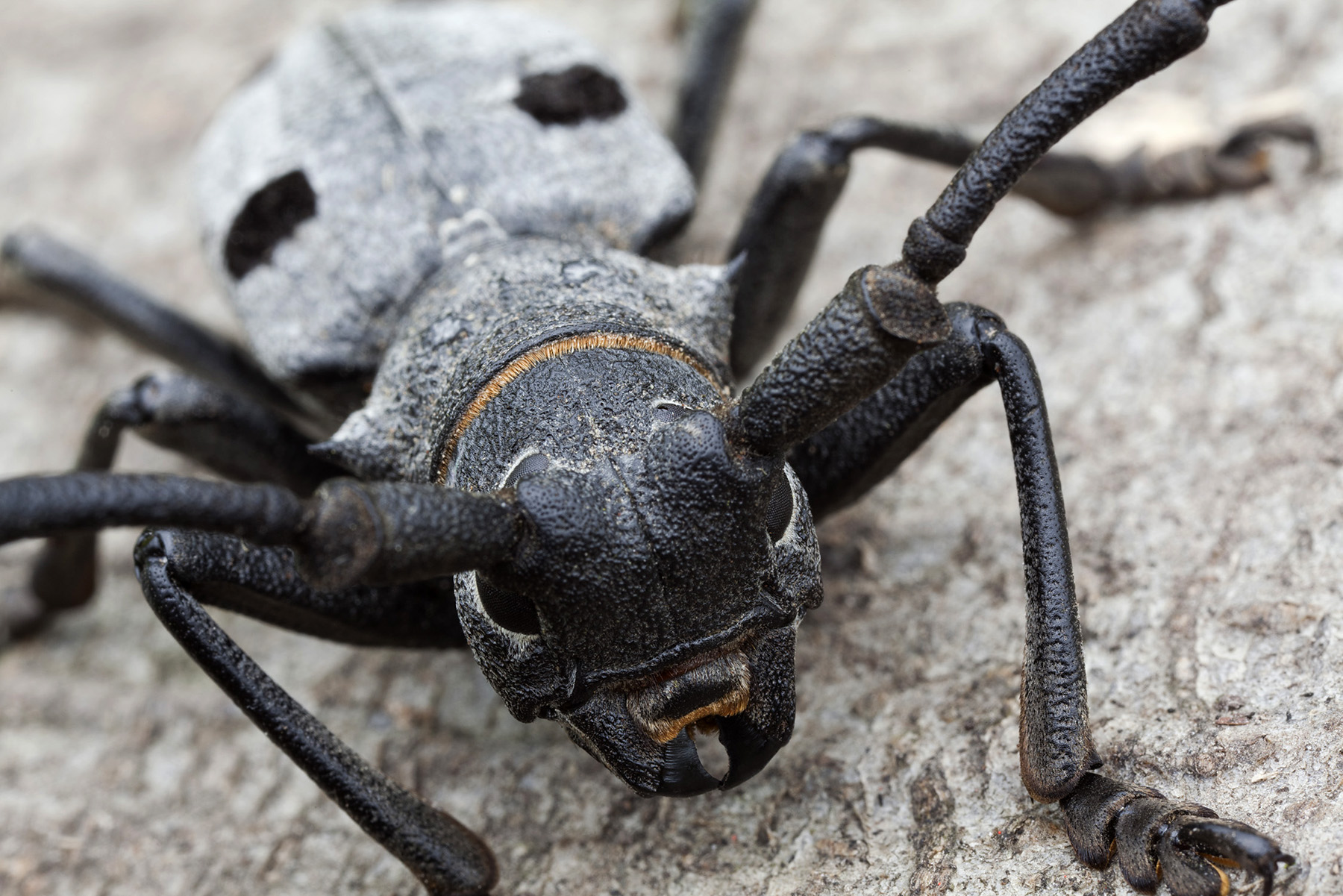 Morimus asper funereus