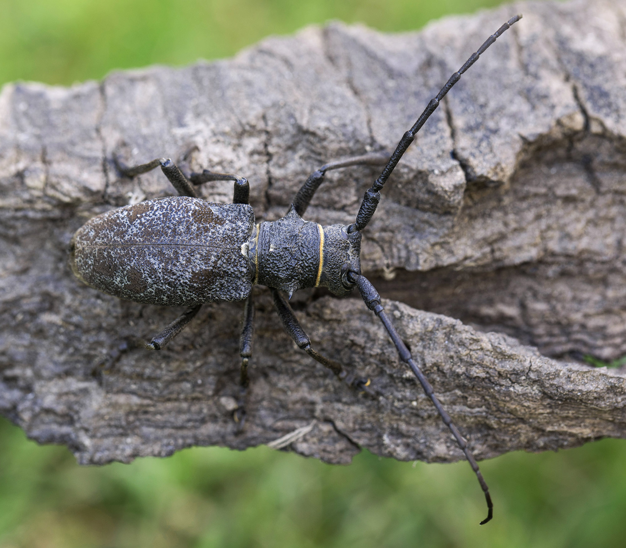 Morimus gabzdili