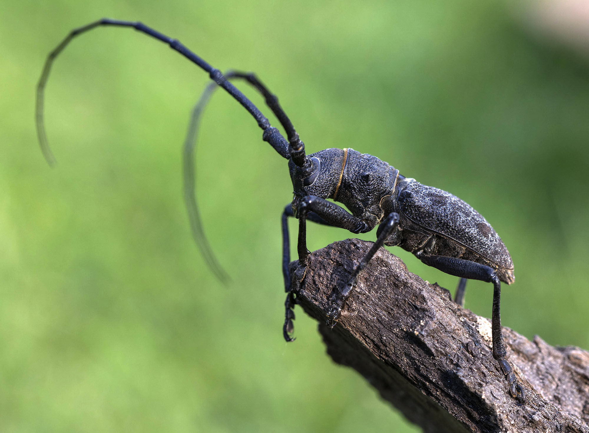 Morimus gabzdili