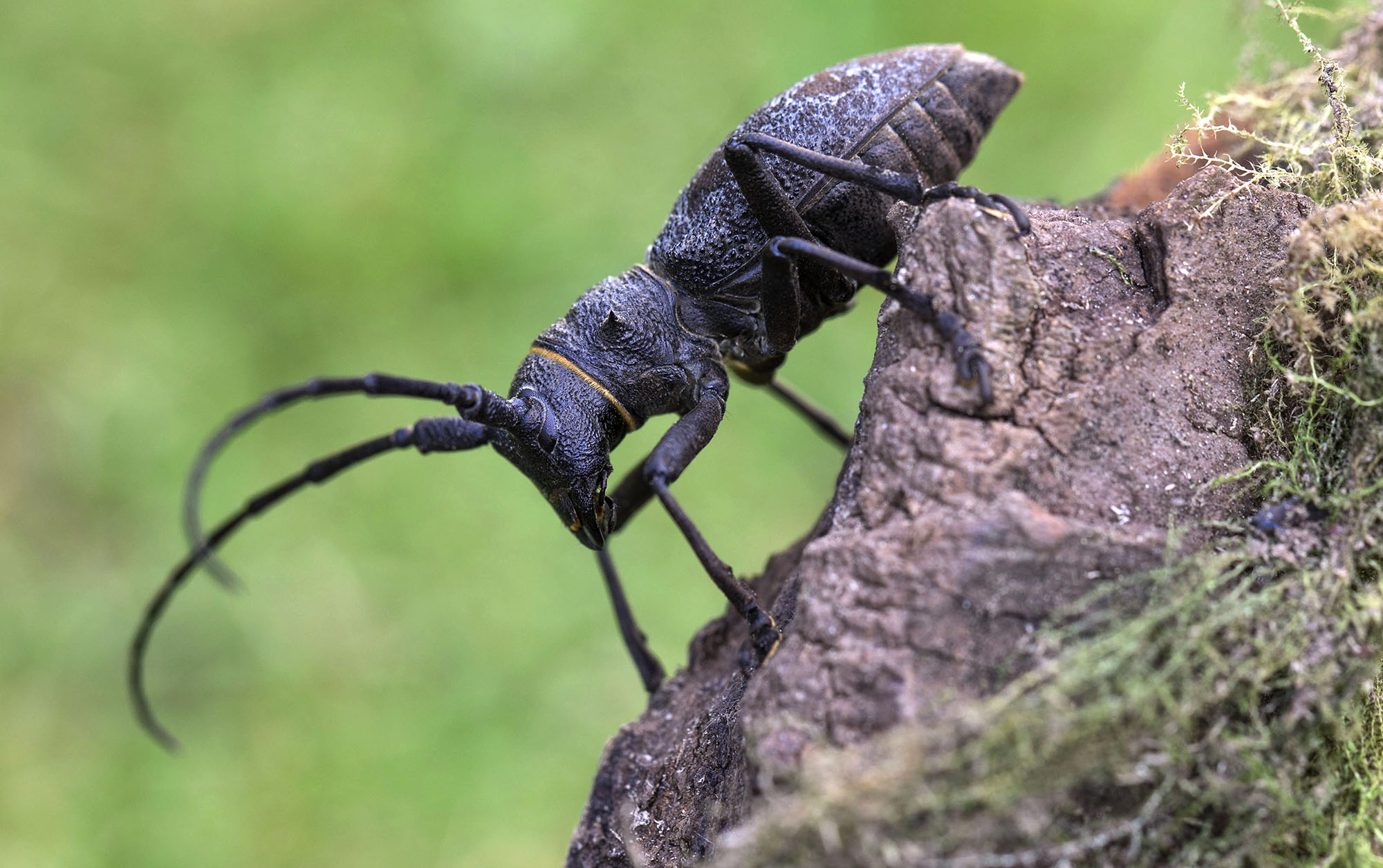 Morimus gabzdili