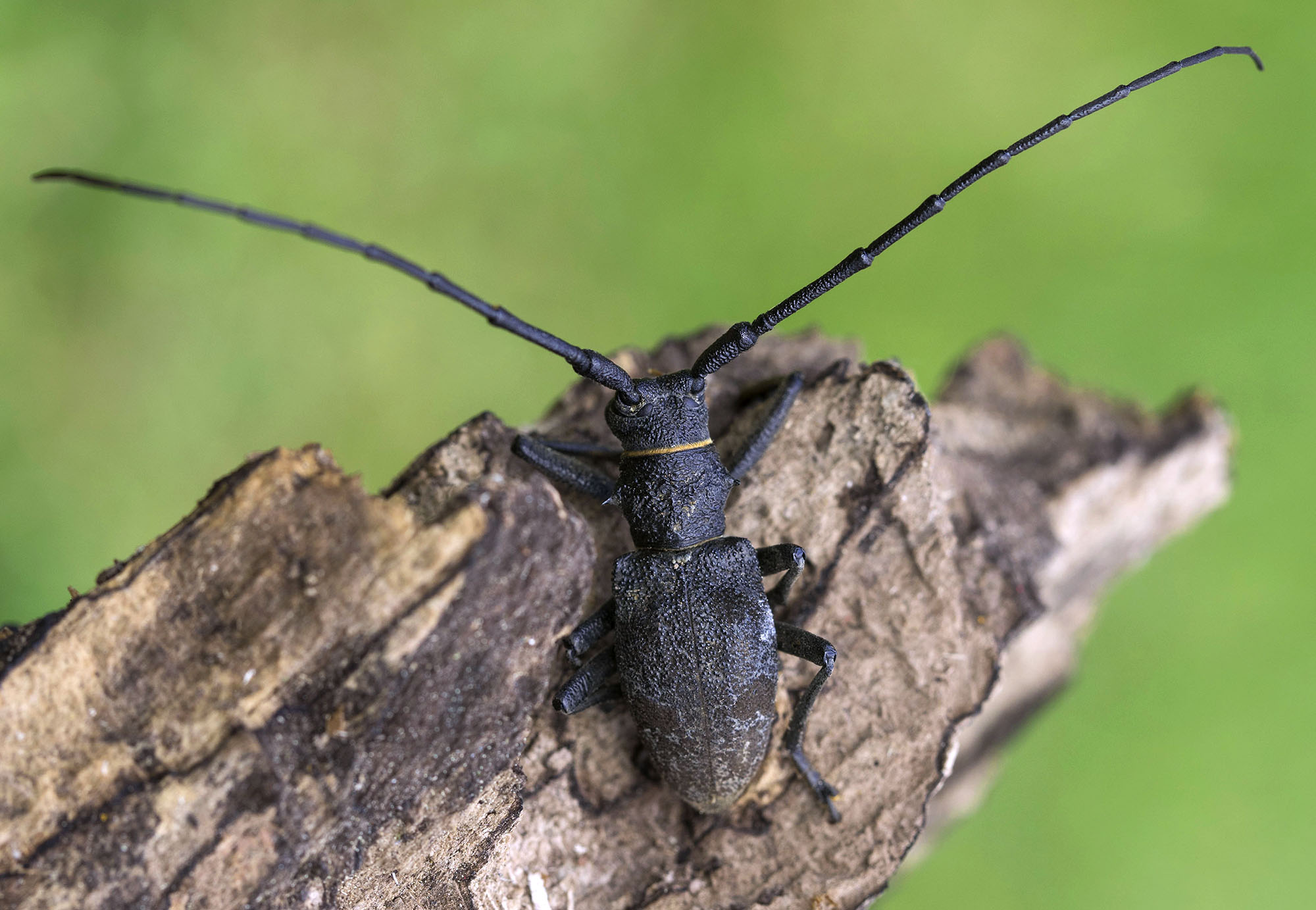 Morimus gabzdili