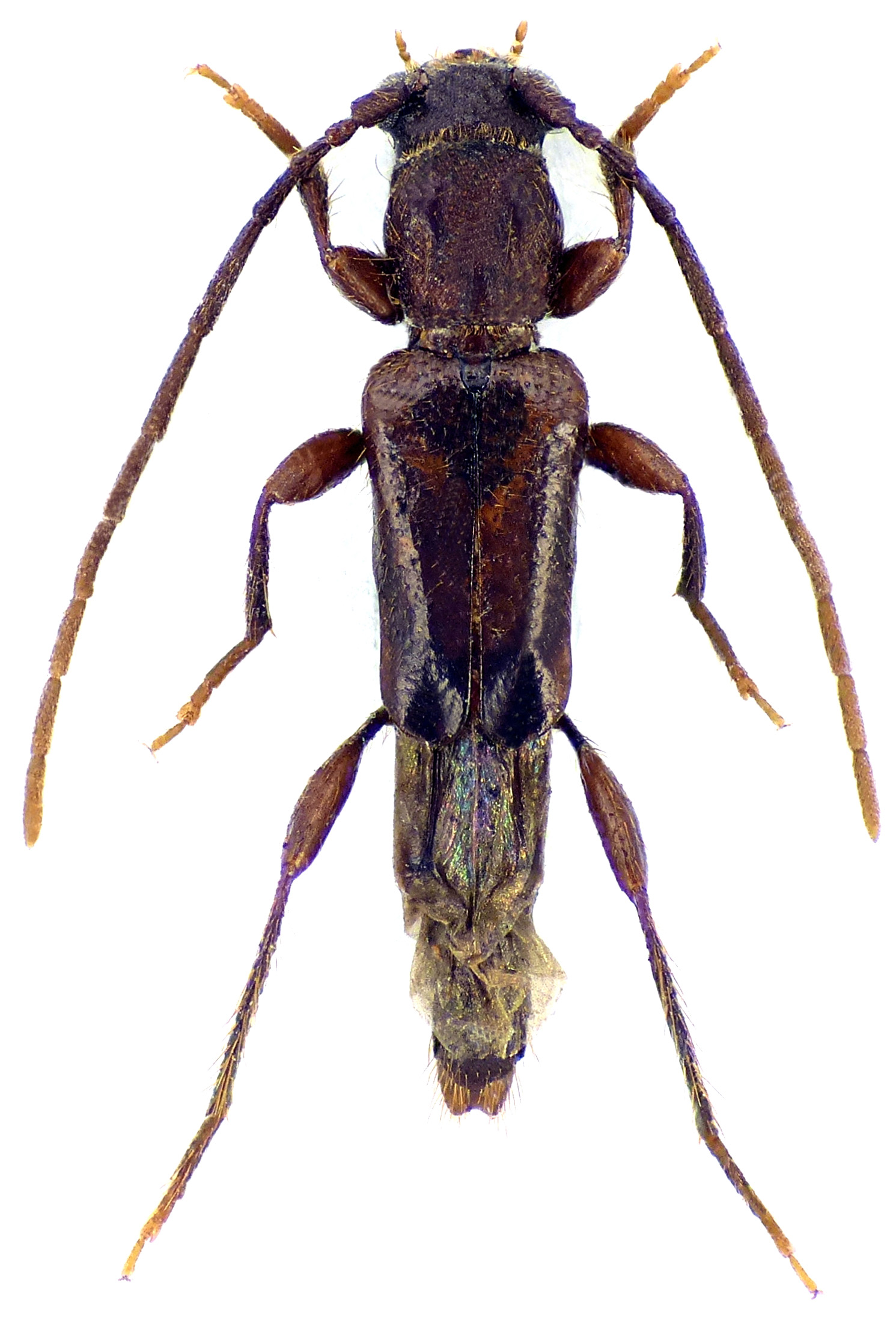 Nathrius brevipennis