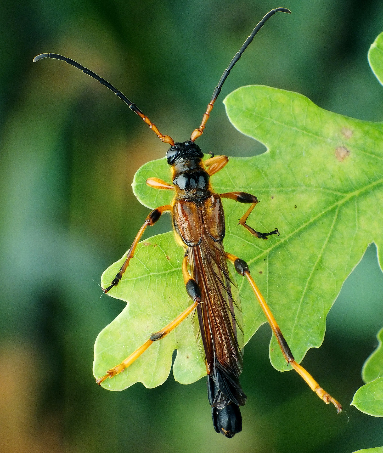 Necydalis ulmi