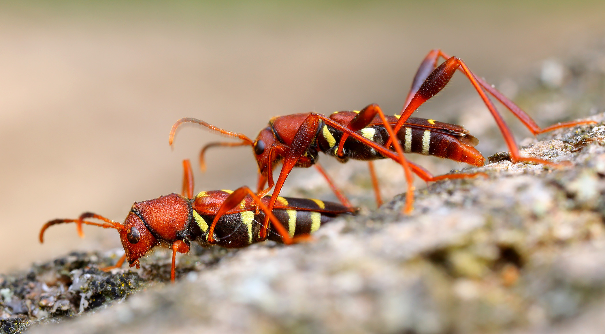 Neoclytus acuminatus acuminatus