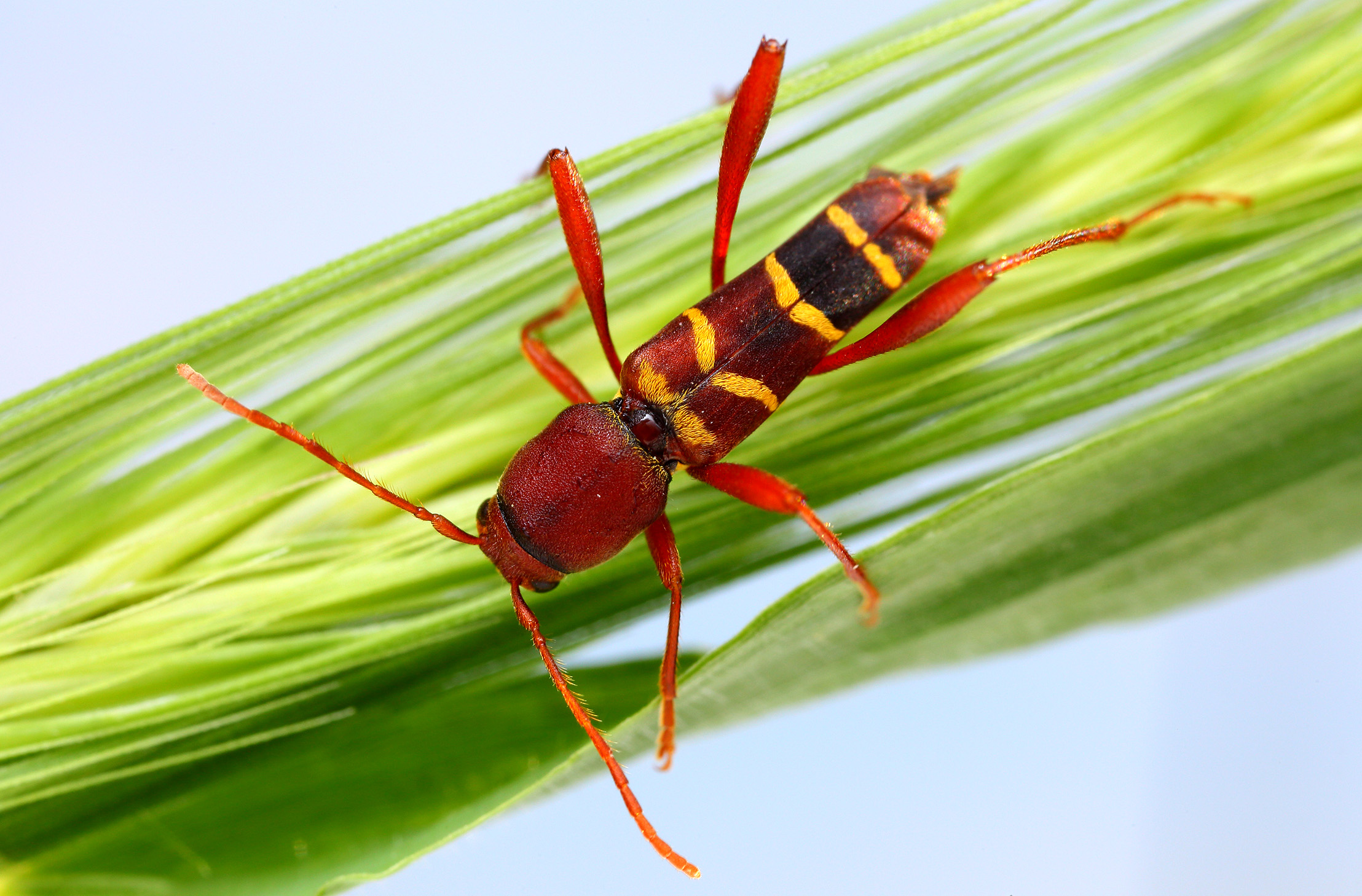 Neoclytus acuminatus acuminatus