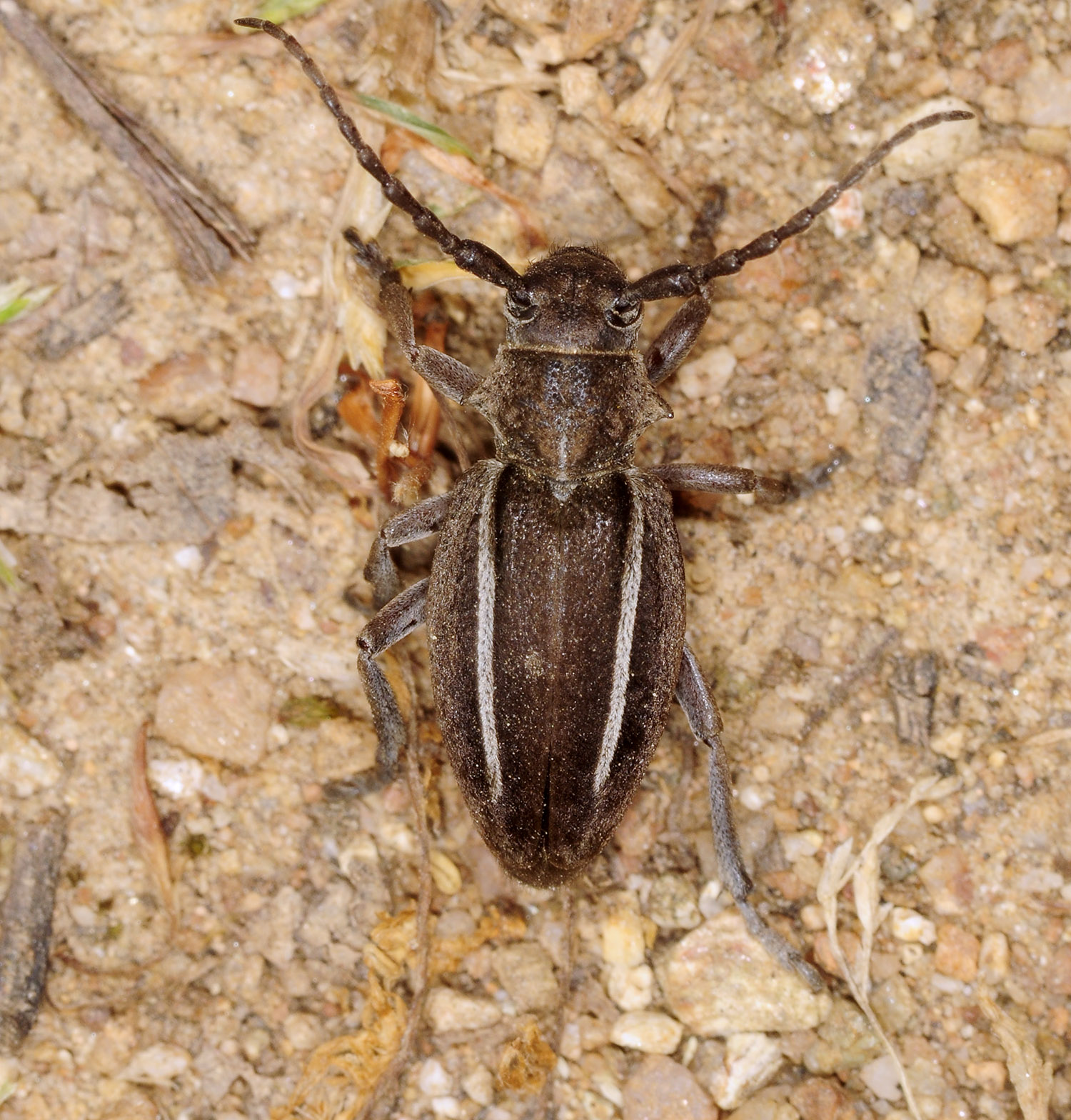 Neodorcadion bilineatum