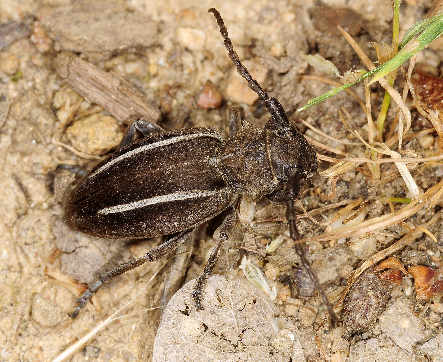 Neodorcadion bilineatum