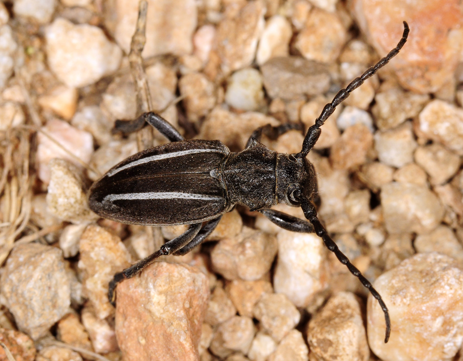 Neodorcadion bilineatum