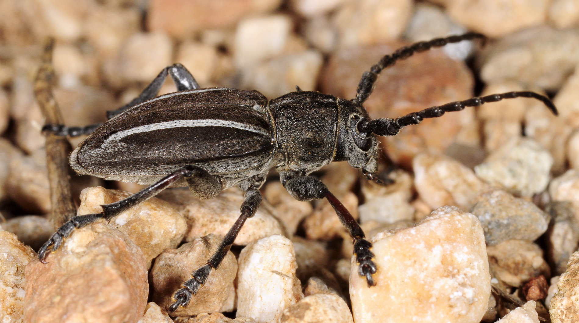 Neodorcadion bilineatum