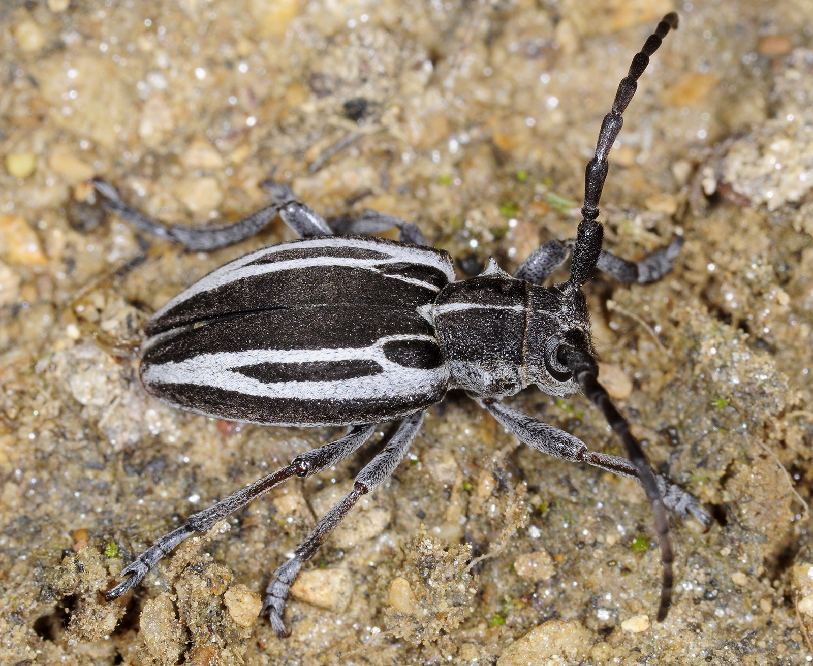 Neodorcadion exornatum