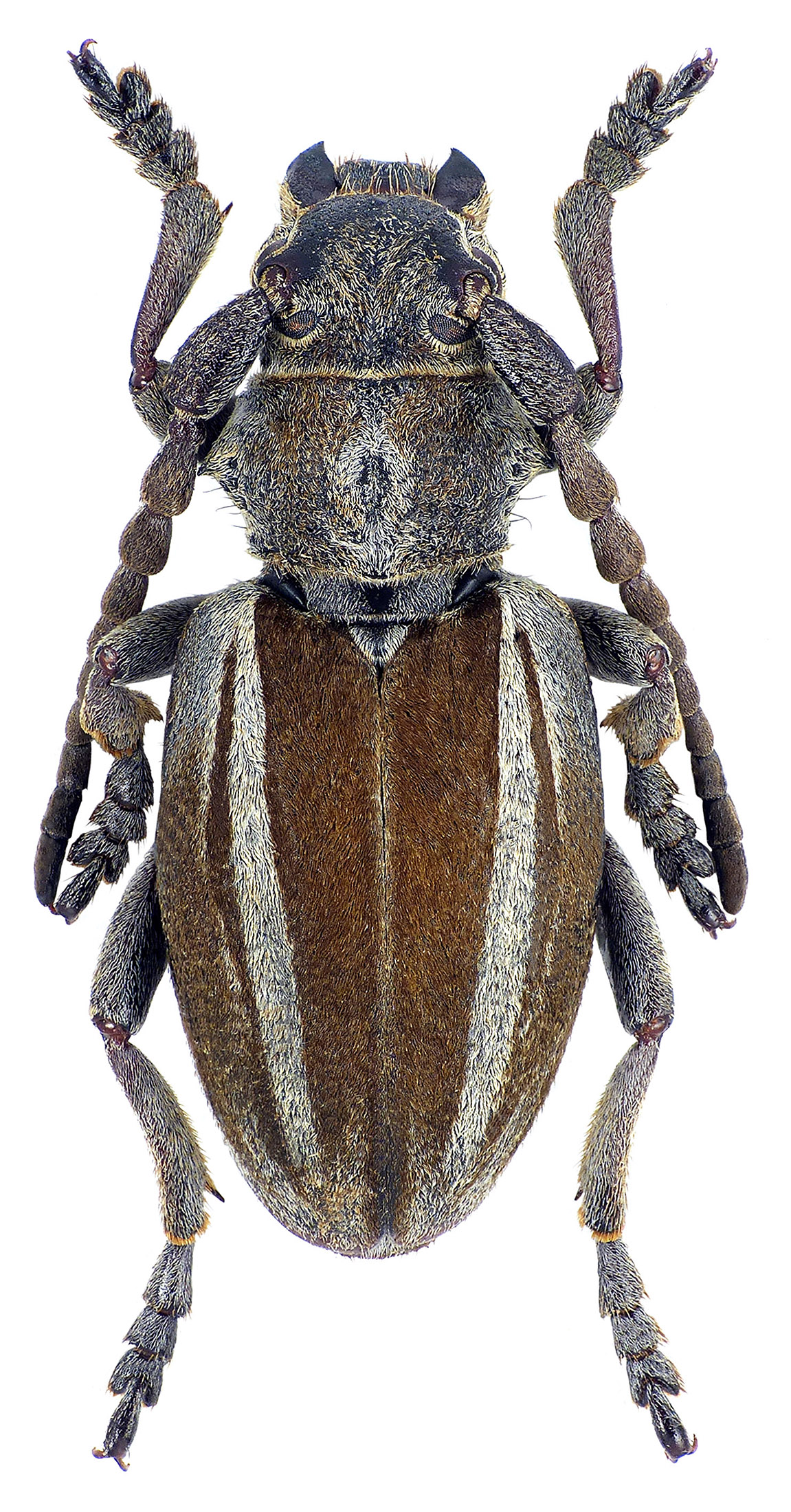 Neodorcadion fallax