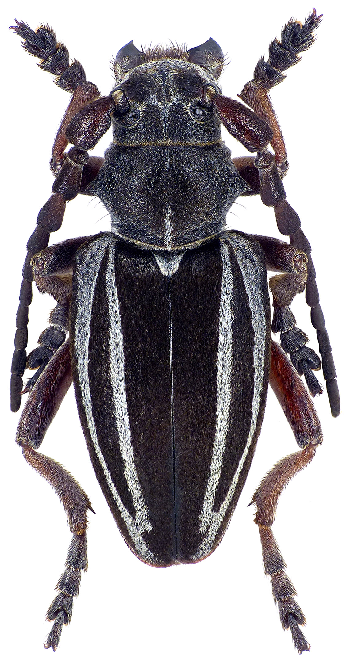 Neodorcadion laqueatum