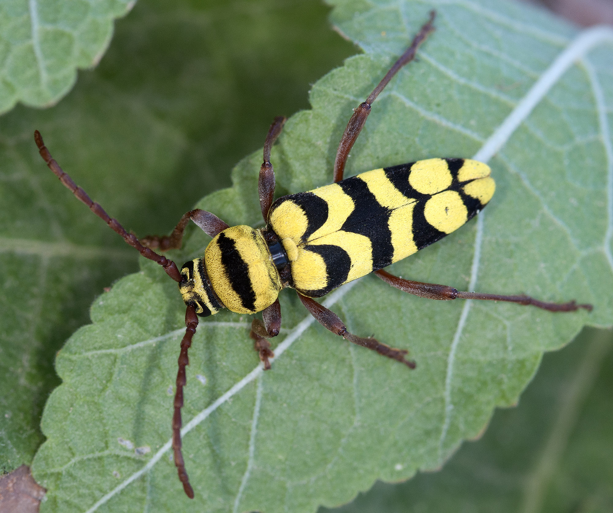 Neoplagionotus bobelayei huseyini